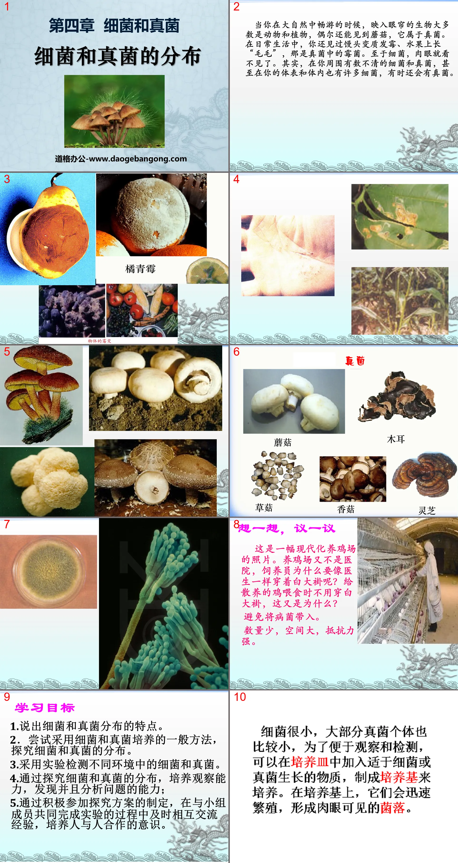 《细菌和真菌的分布》细菌和真菌PPT课件
