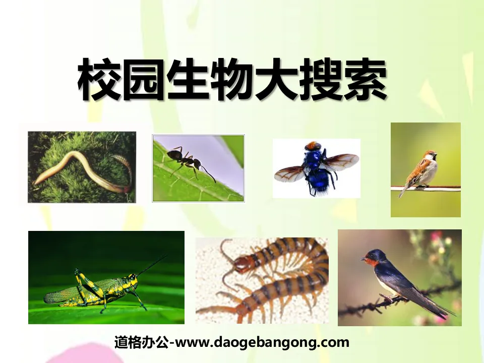 "Campus Biology Search" Biological Diversity PPT Courseware 4