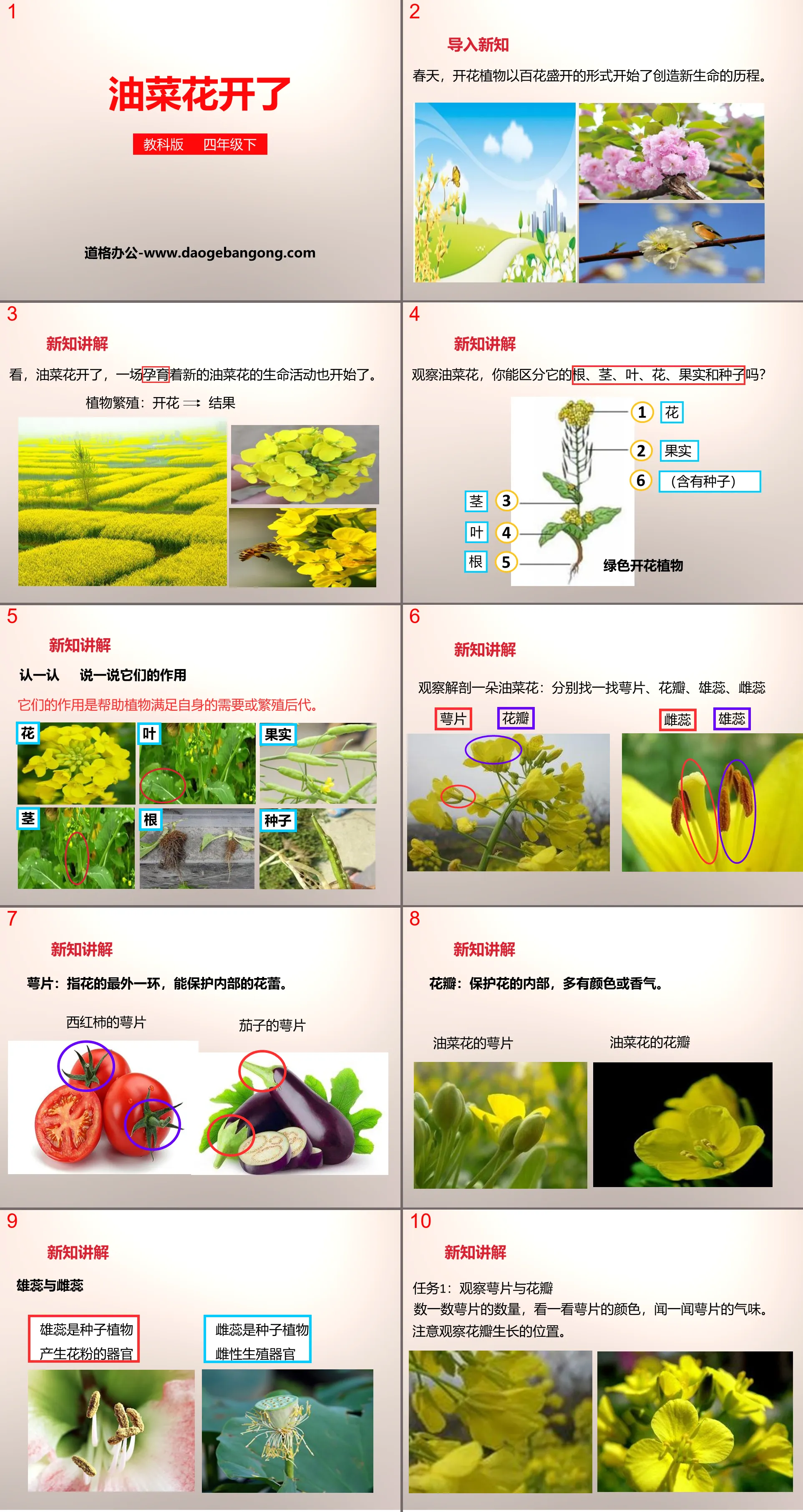 "Rapeseed Flowers Bloom" New Life PPT Download