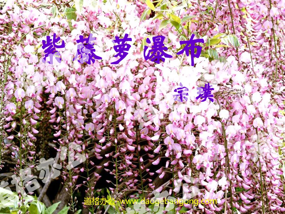 "Wisteria Waterfall" PPT courseware