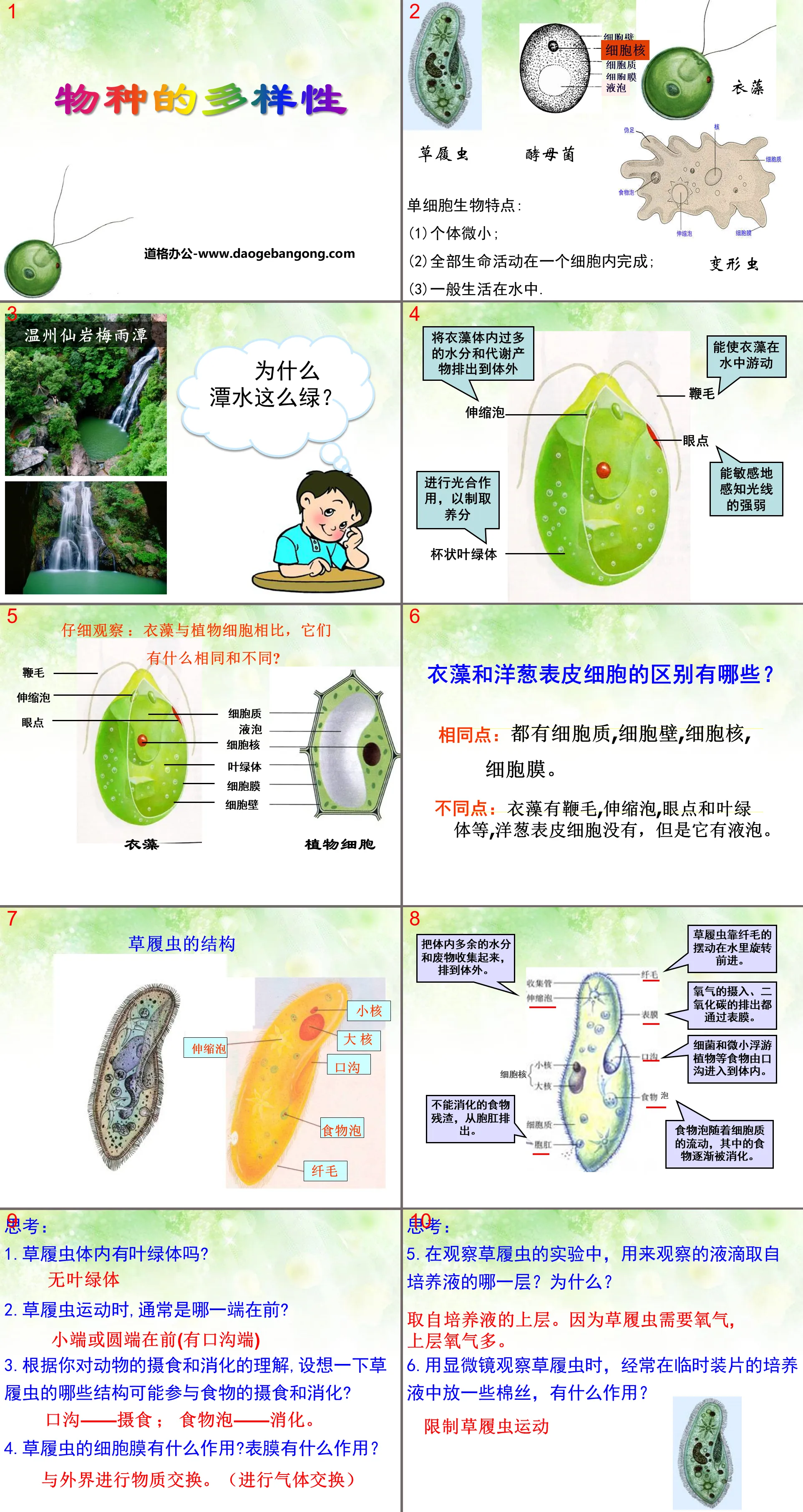 《物種的多樣性》PPT下載