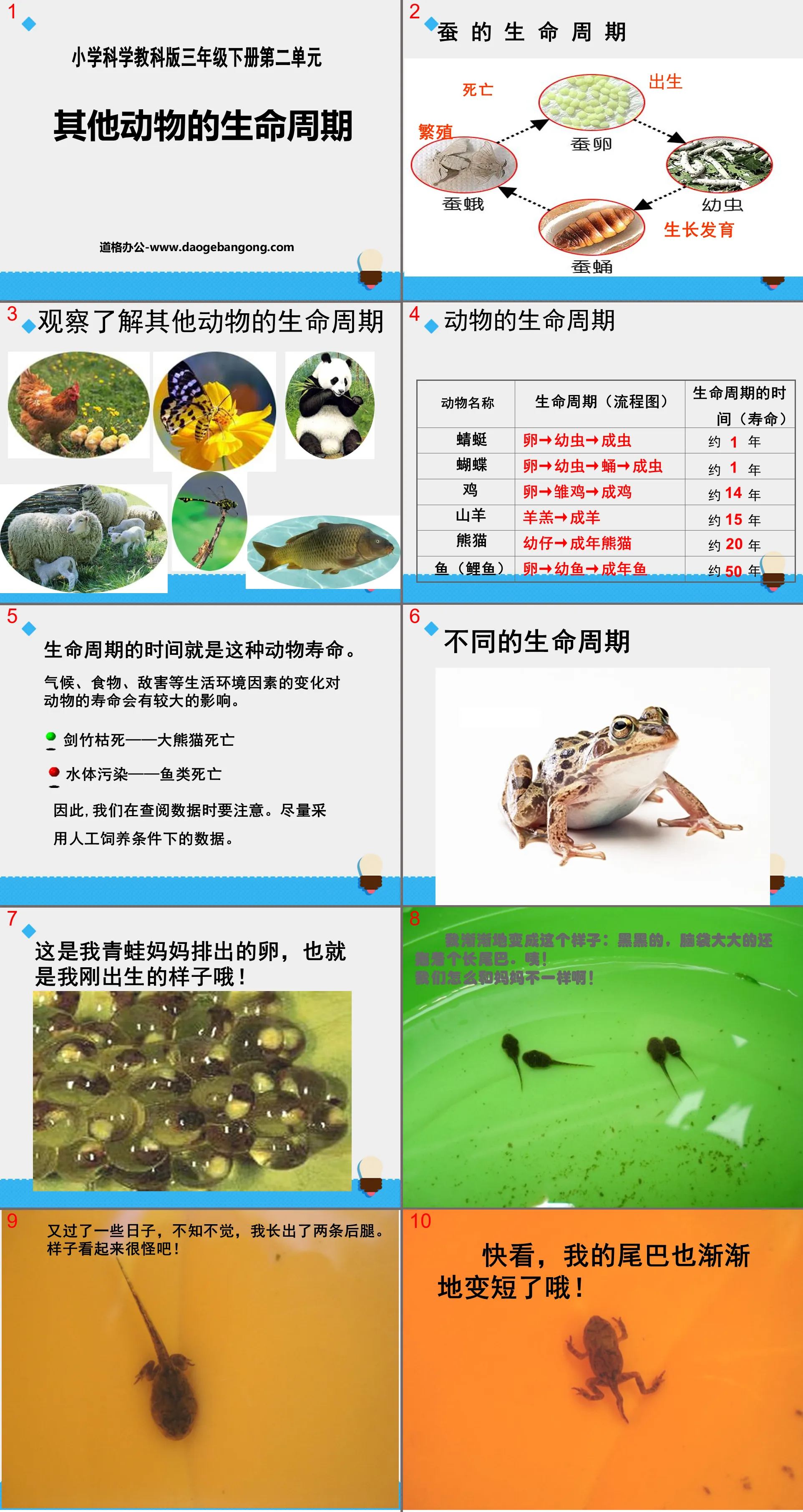 "The Life Cycle of Other Animals" Animal Life Cycle PPT Courseware