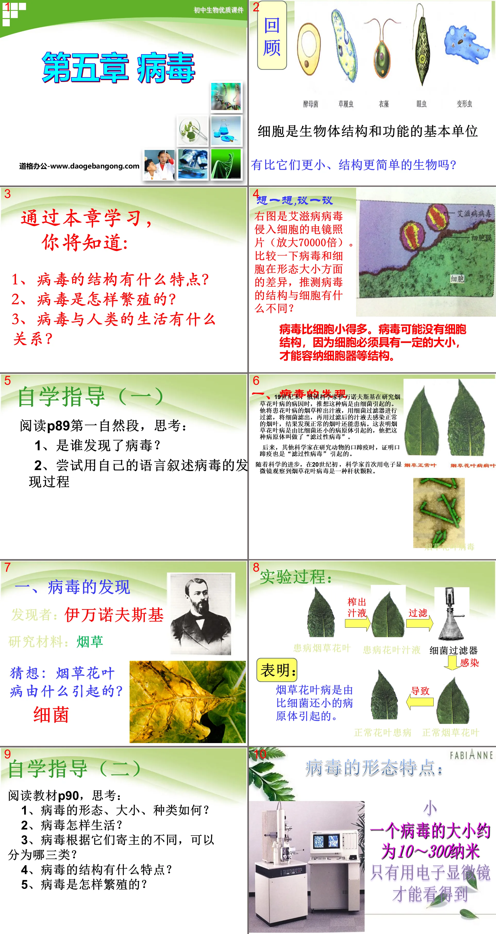 《病毒》PPT课件6
