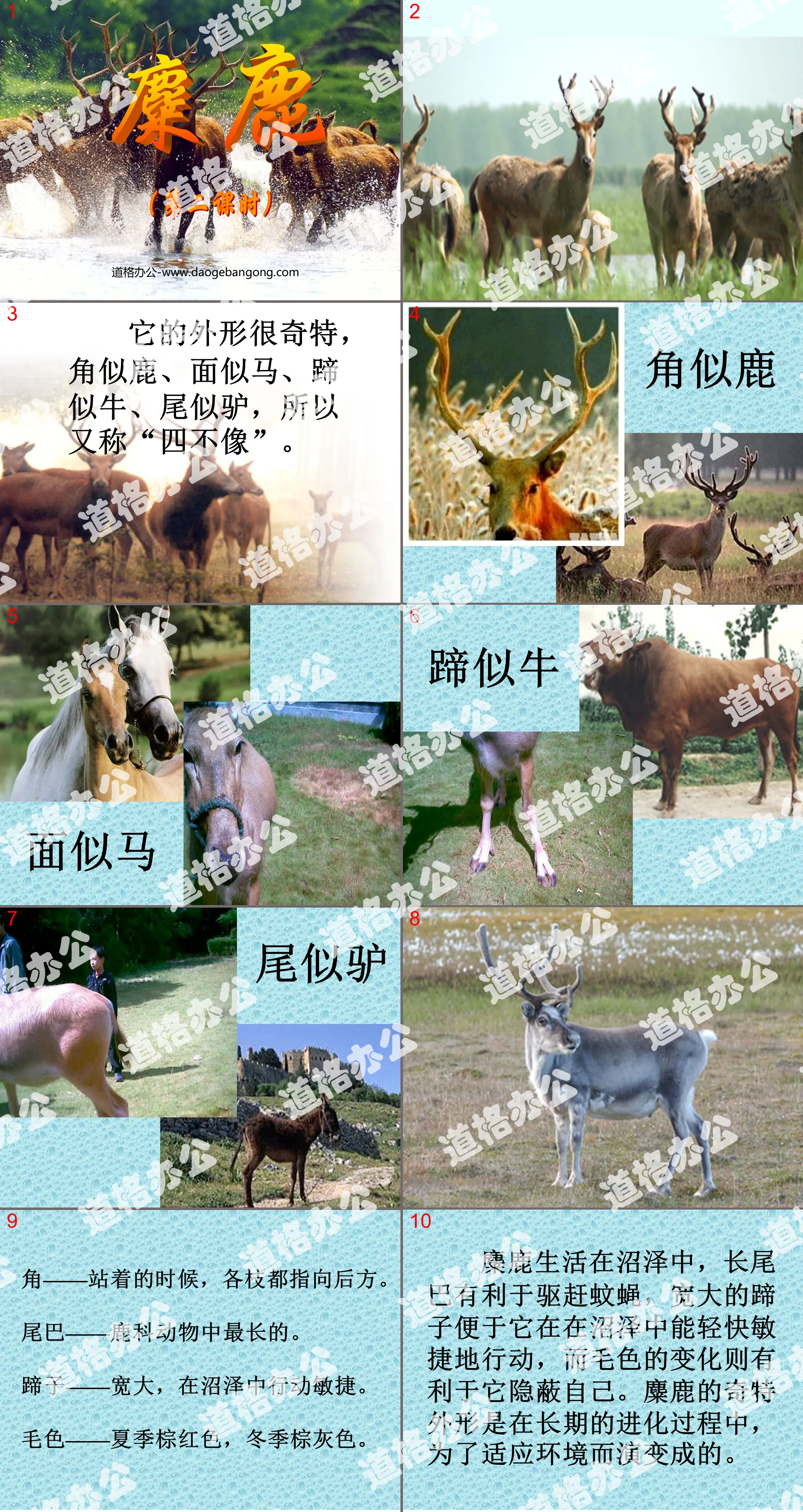 "Elk" PPT courseware 2