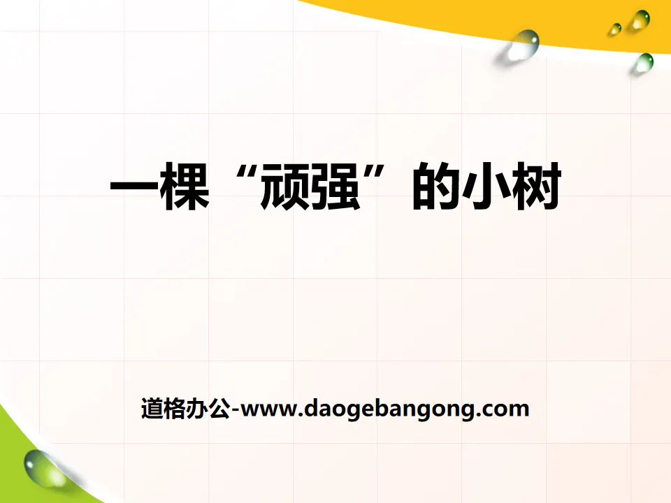 《 一棵顽强的小树 》PPT