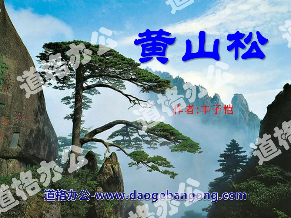 "Huangshan Pine" PPT courseware 4