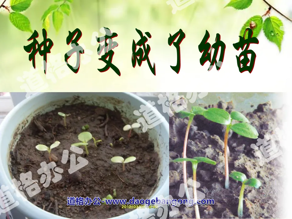 "Seeds Become Seedlings" Plant Growth Changes PPT Courseware