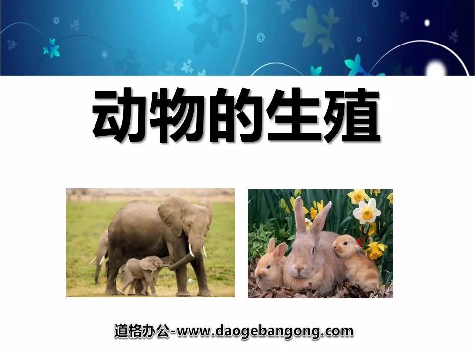 "Animal Reproduction" New Life PPT Courseware 2