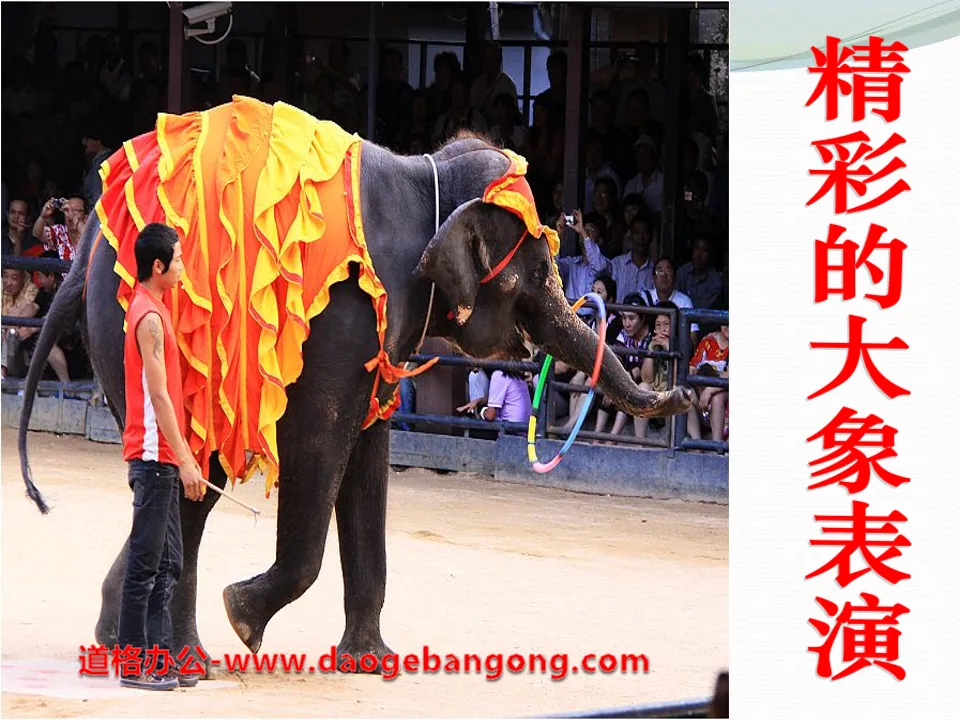 "Wonderful Elephant Performance" PPT courseware 4