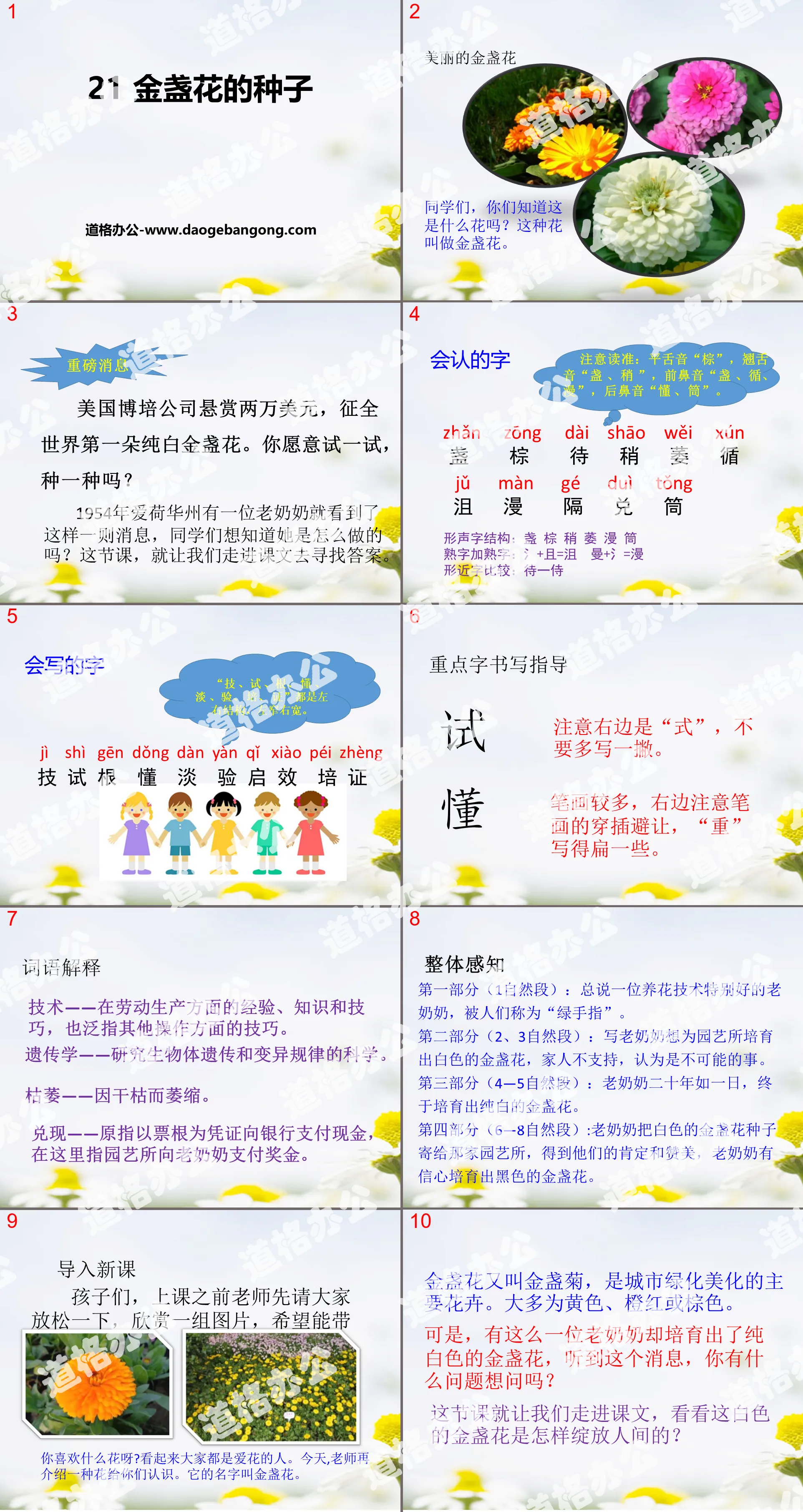 《金盞花的種子》PPT