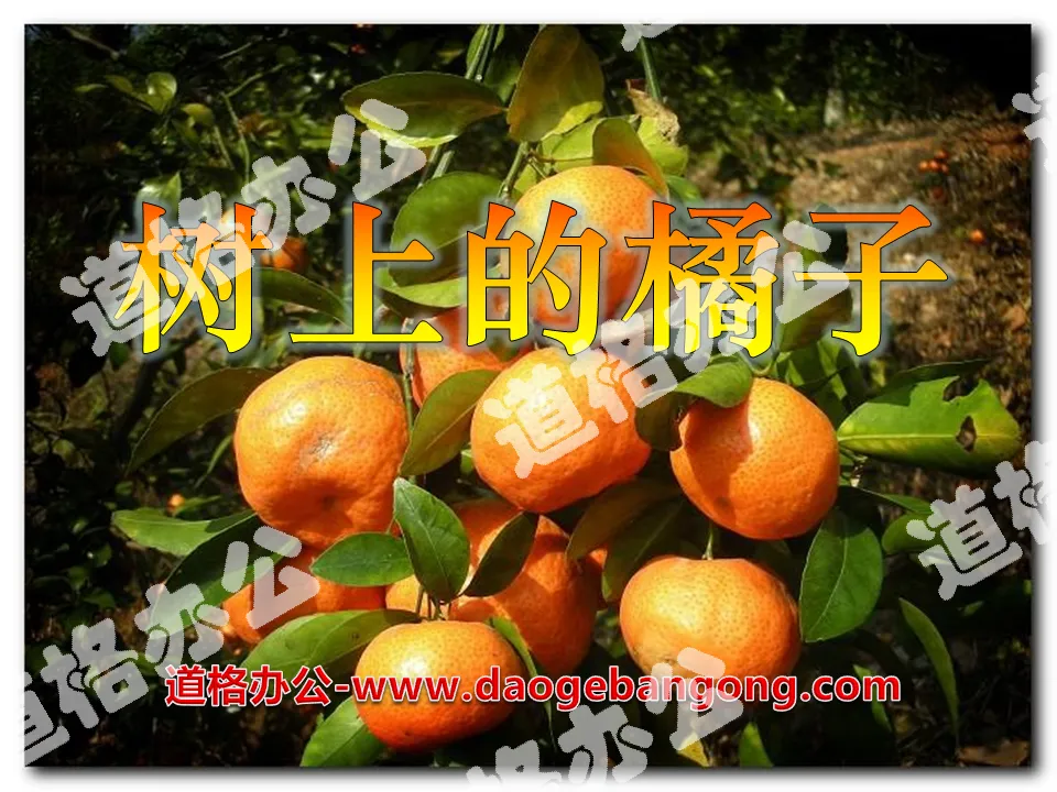 "Oranges on the Tree" PPT Courseware 3