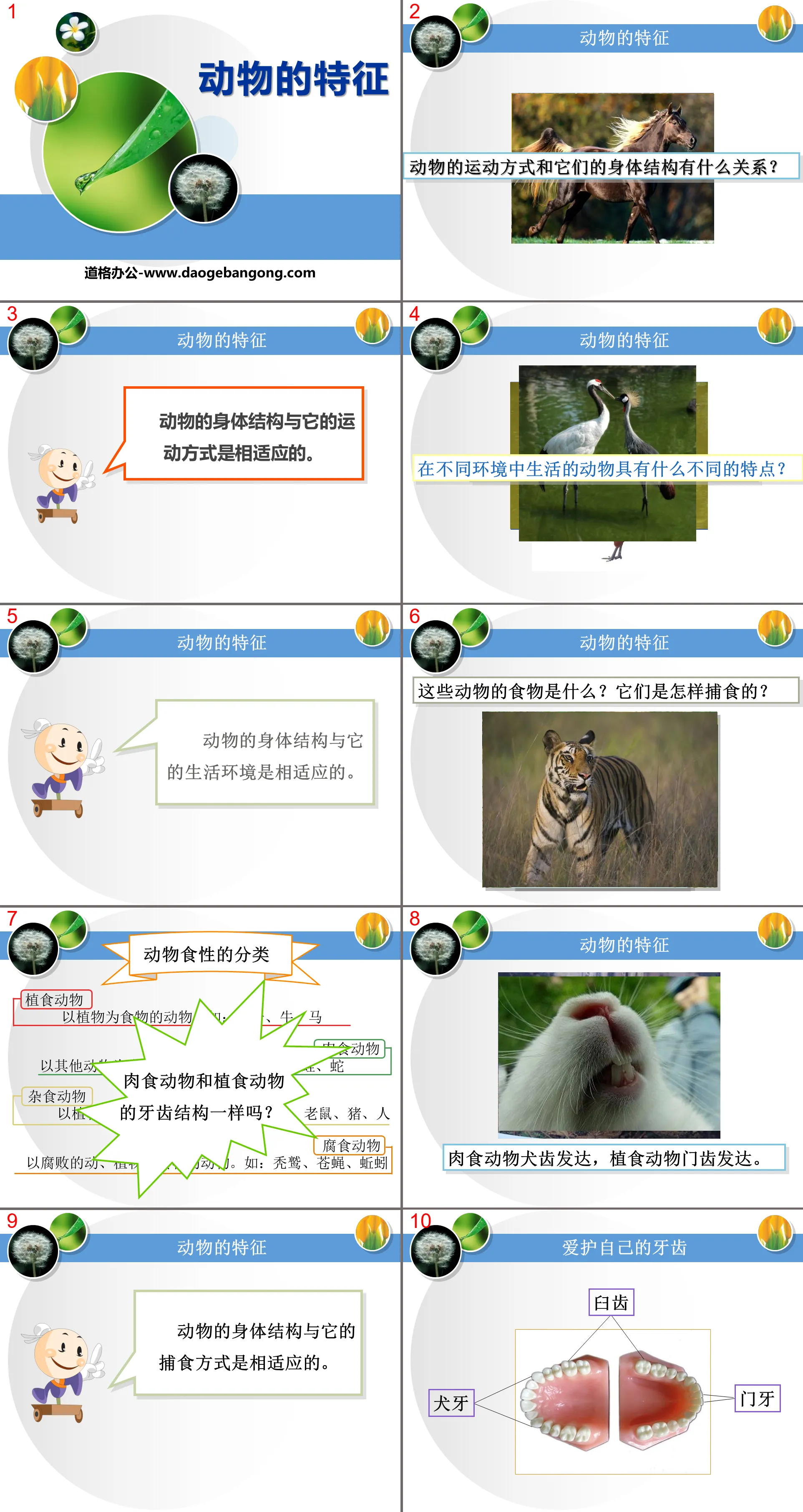 "Characteristics of Animals" A variety of animal PPT courseware