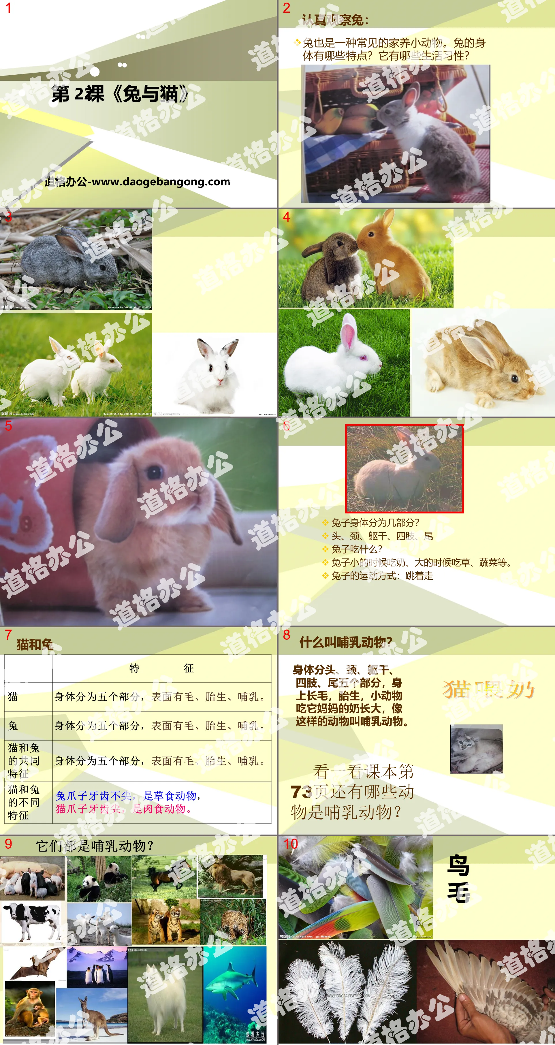 "Rabbit and Cat" Domestic Small Animals PPT Courseware