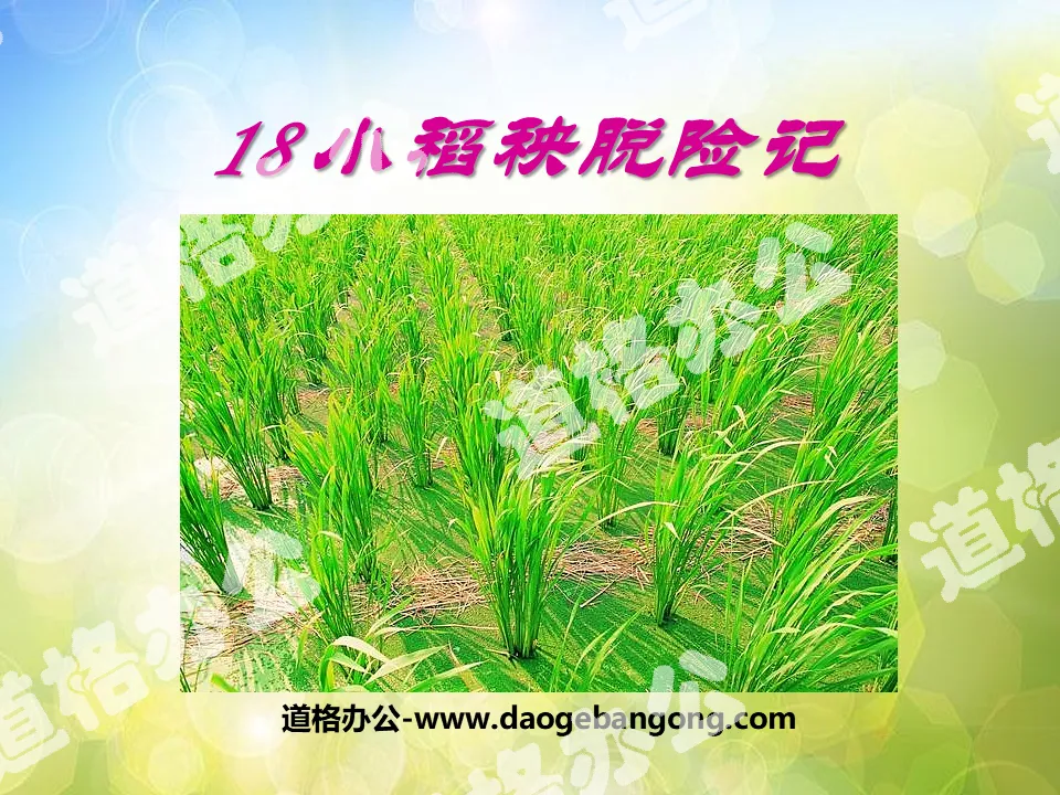 "Little Rice Seedling's Escape" PPT Courseware 3