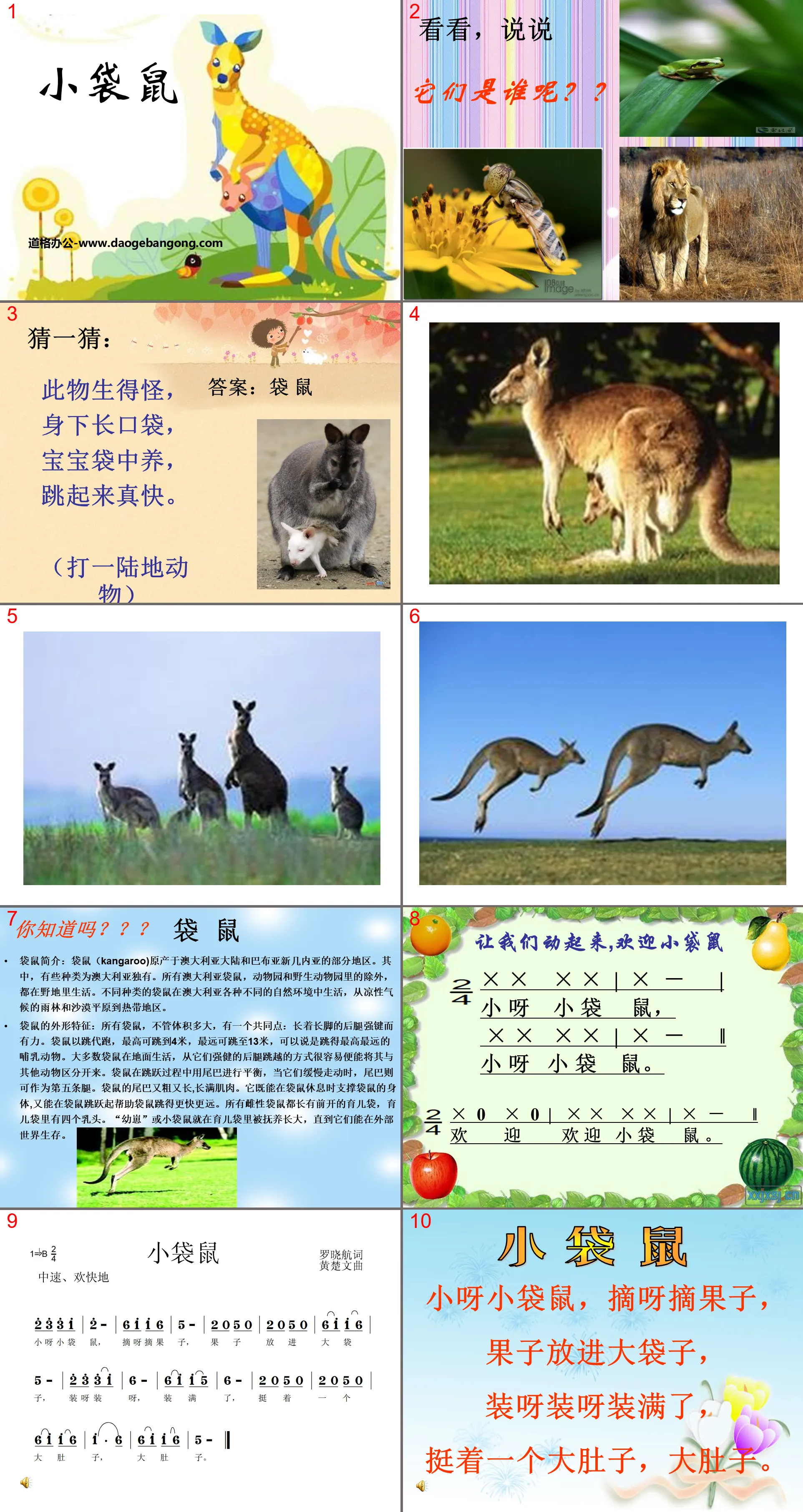 "Little Kangaroo" PPT courseware