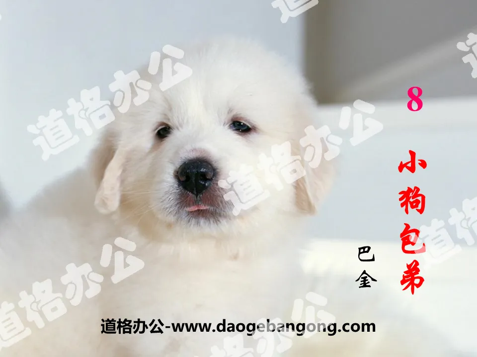 "Puppy Bao Di" PPT teaching courseware