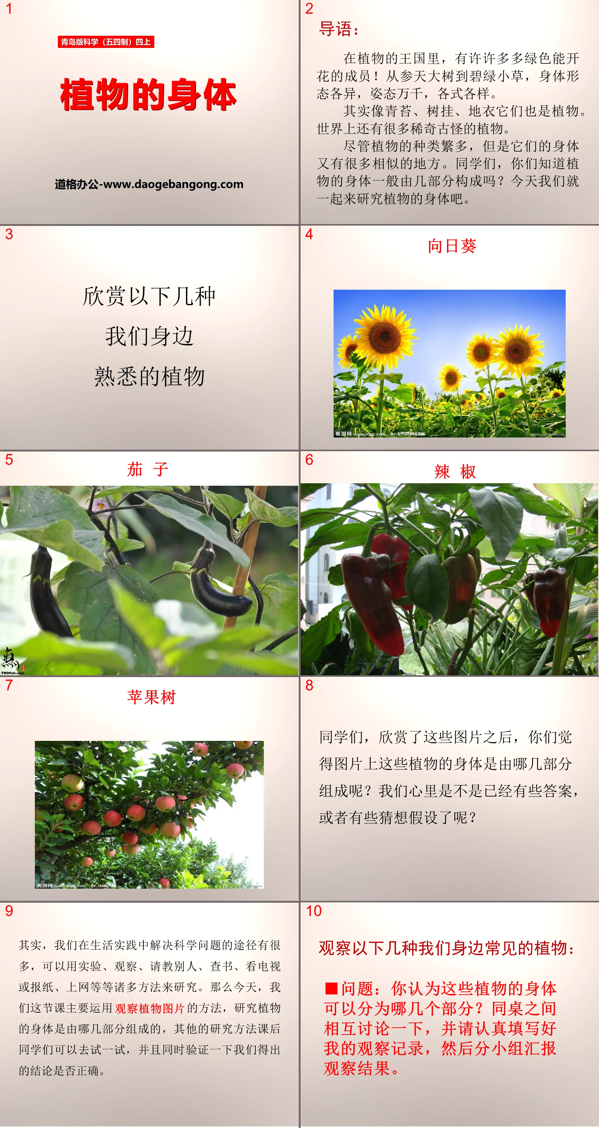 《 植物的身体 》PPT