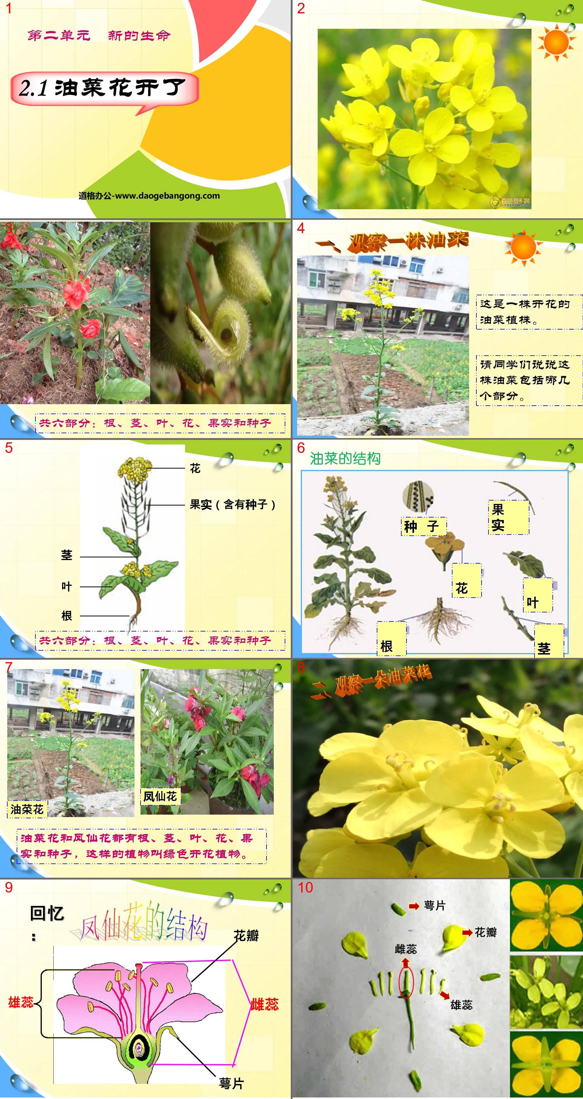 "Rapeseed Flowers Are Blooming" New Life PPT Courseware