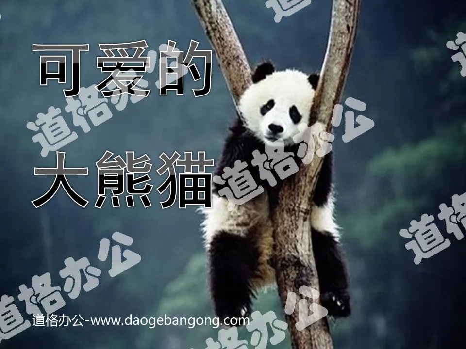 "Cute Giant Panda" PPT courseware