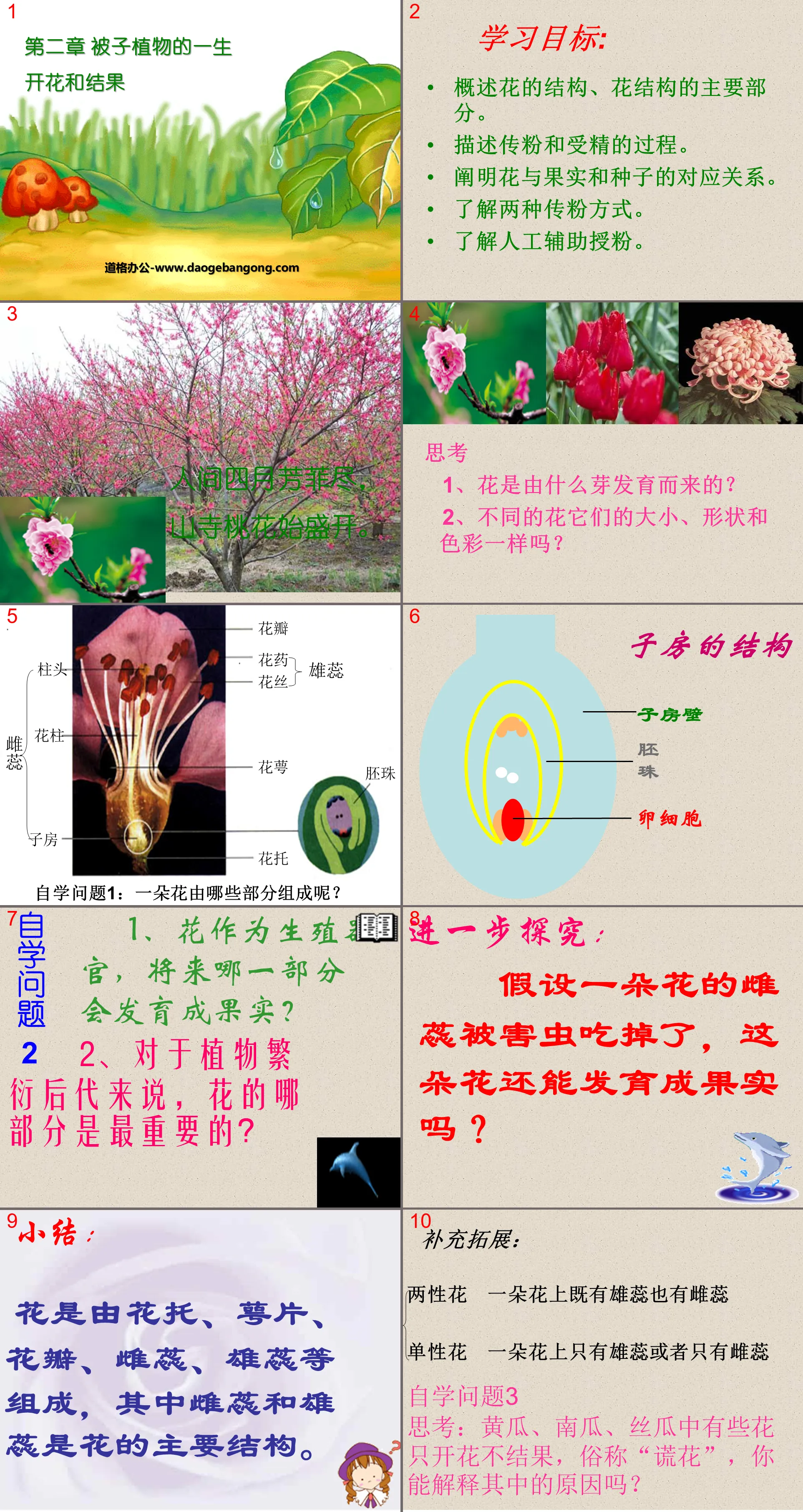 "Blooming and Fruiting" Life of Angiosperms PPT Courseware 4
