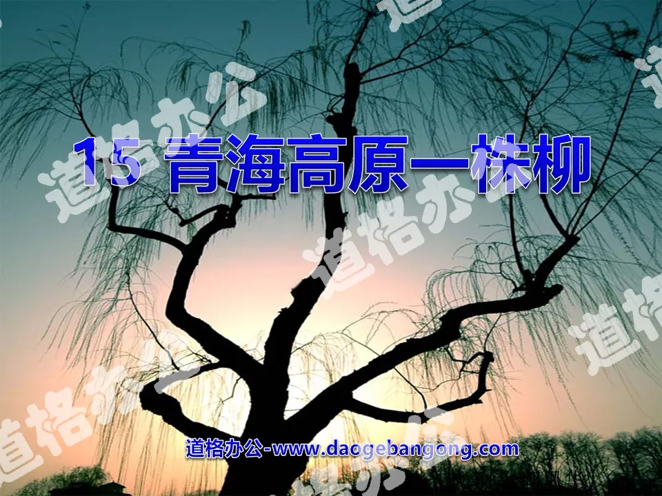 "A Willow on the Qinghai Plateau" PPT courseware 2
