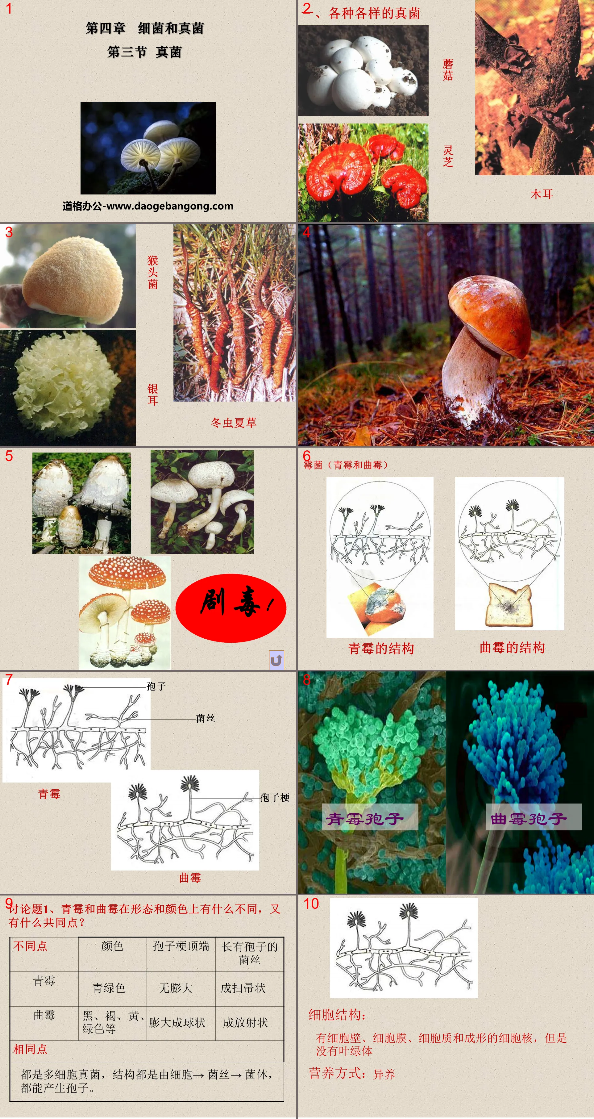 "Fungi" Bacteria and Fungi PPT Courseware 5