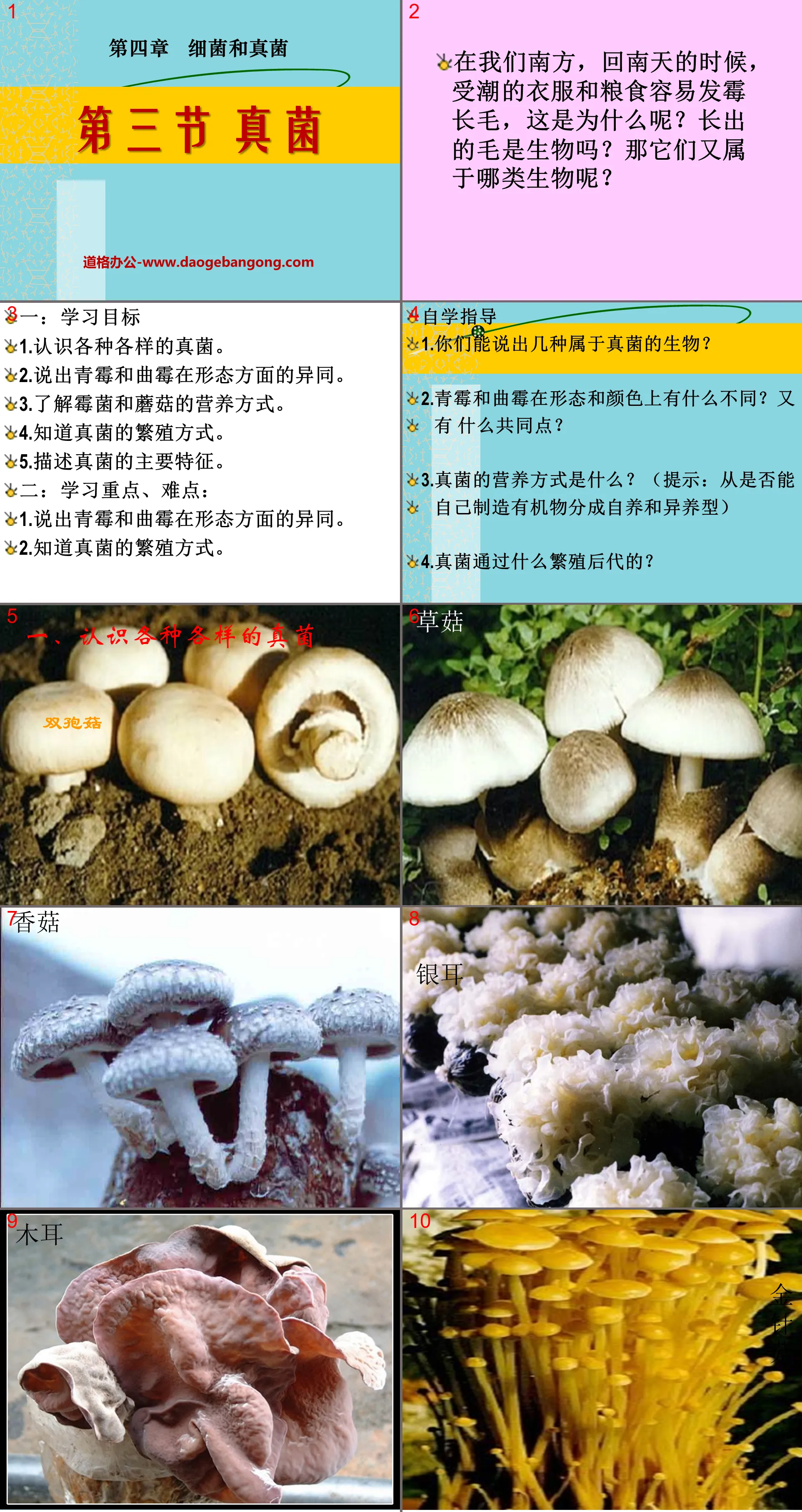 "Fungi" Bacteria and Fungi PPT Courseware 2