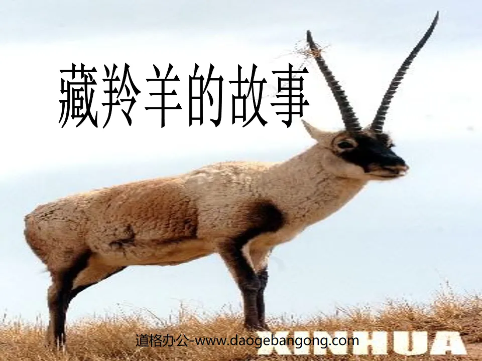 "The Story of Tibetan Antelope" PPT courseware