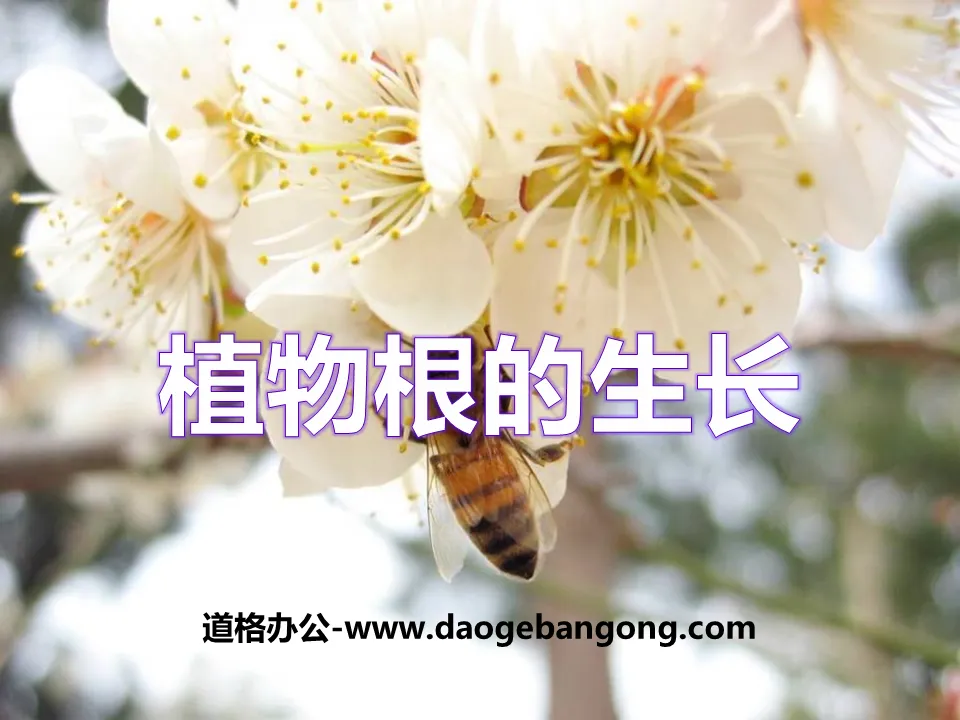 《植物根的生長》PPT