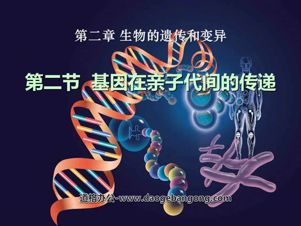 《基因在亲子代间的传递》生物的遗传和变异PPT课件2
