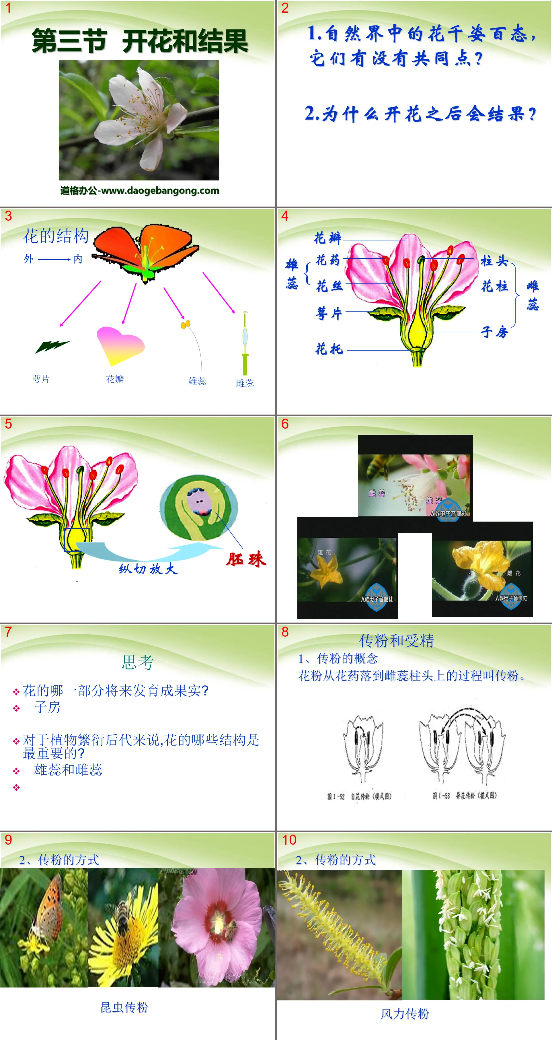 《開花結果》被子植物的一生PPT課程3