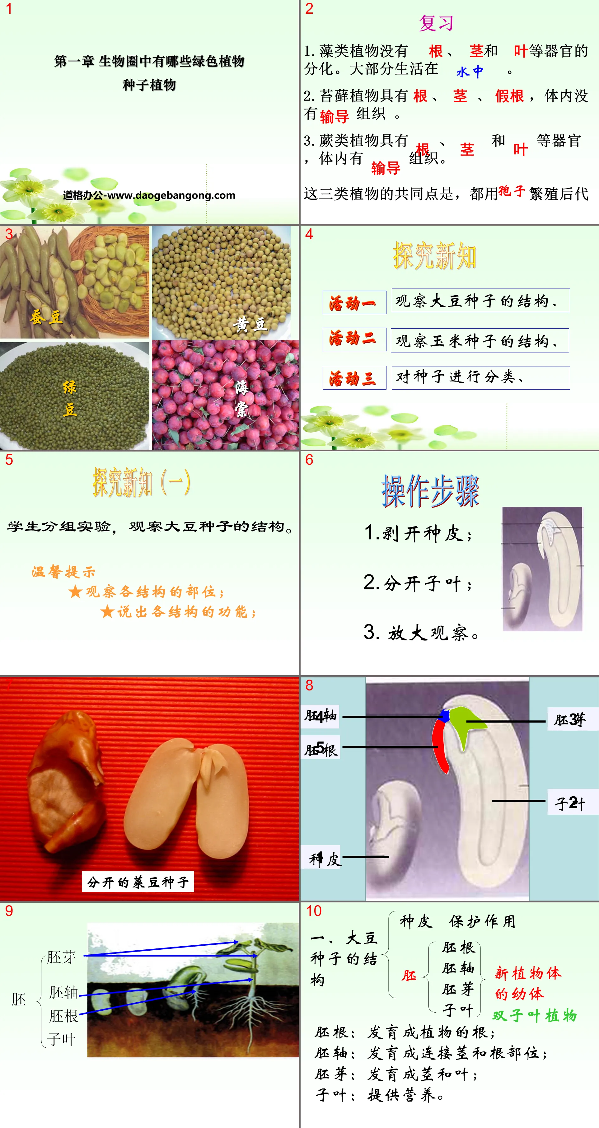 《种子植物》生物圈中有哪些绿色植物PPT课件3
