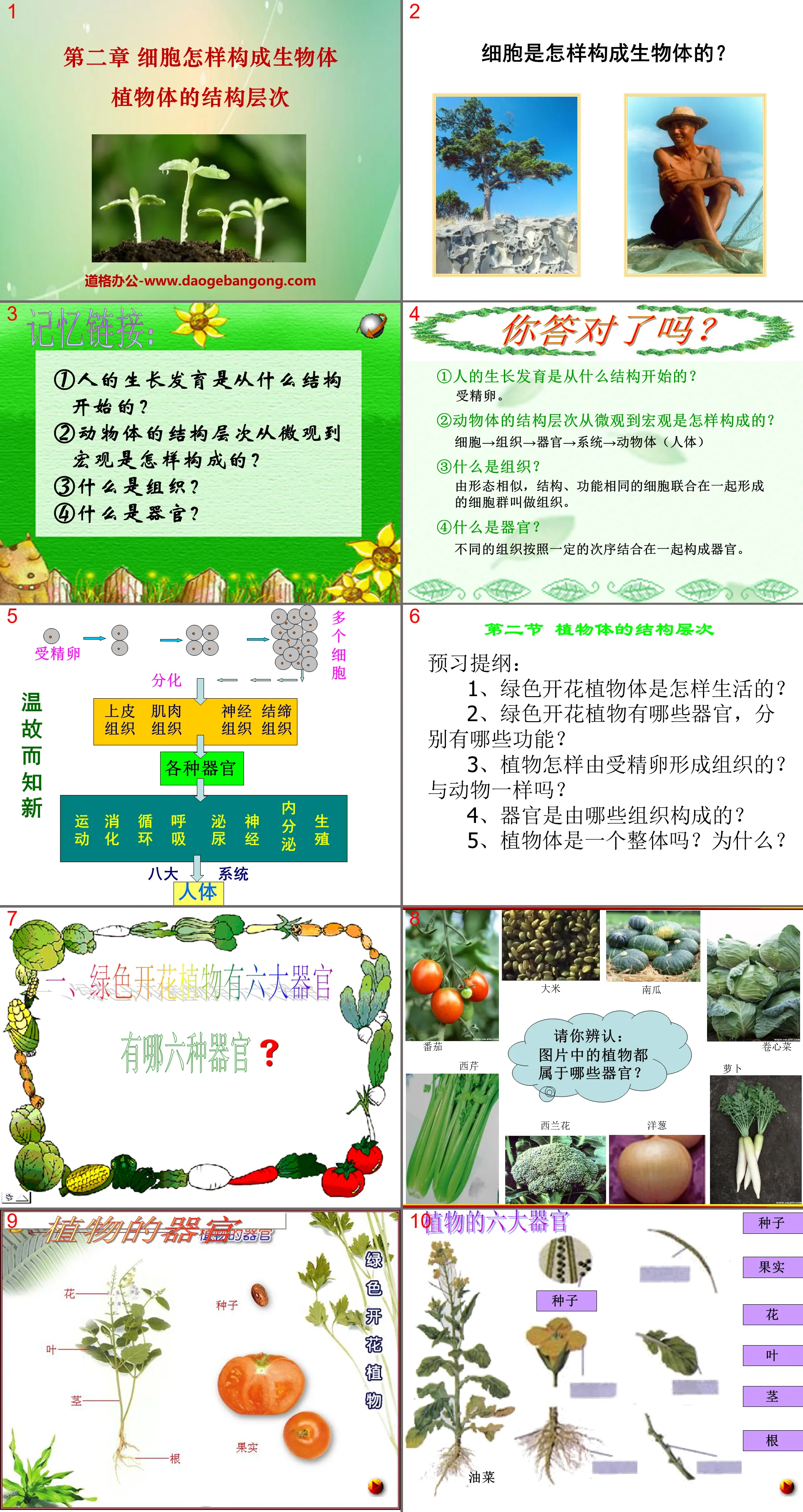 "Structural Hierarchy of Plants" How cells constitute organisms PPT courseware 5