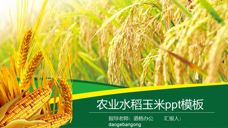 Rice wheat corn background of agricultural products PPT template