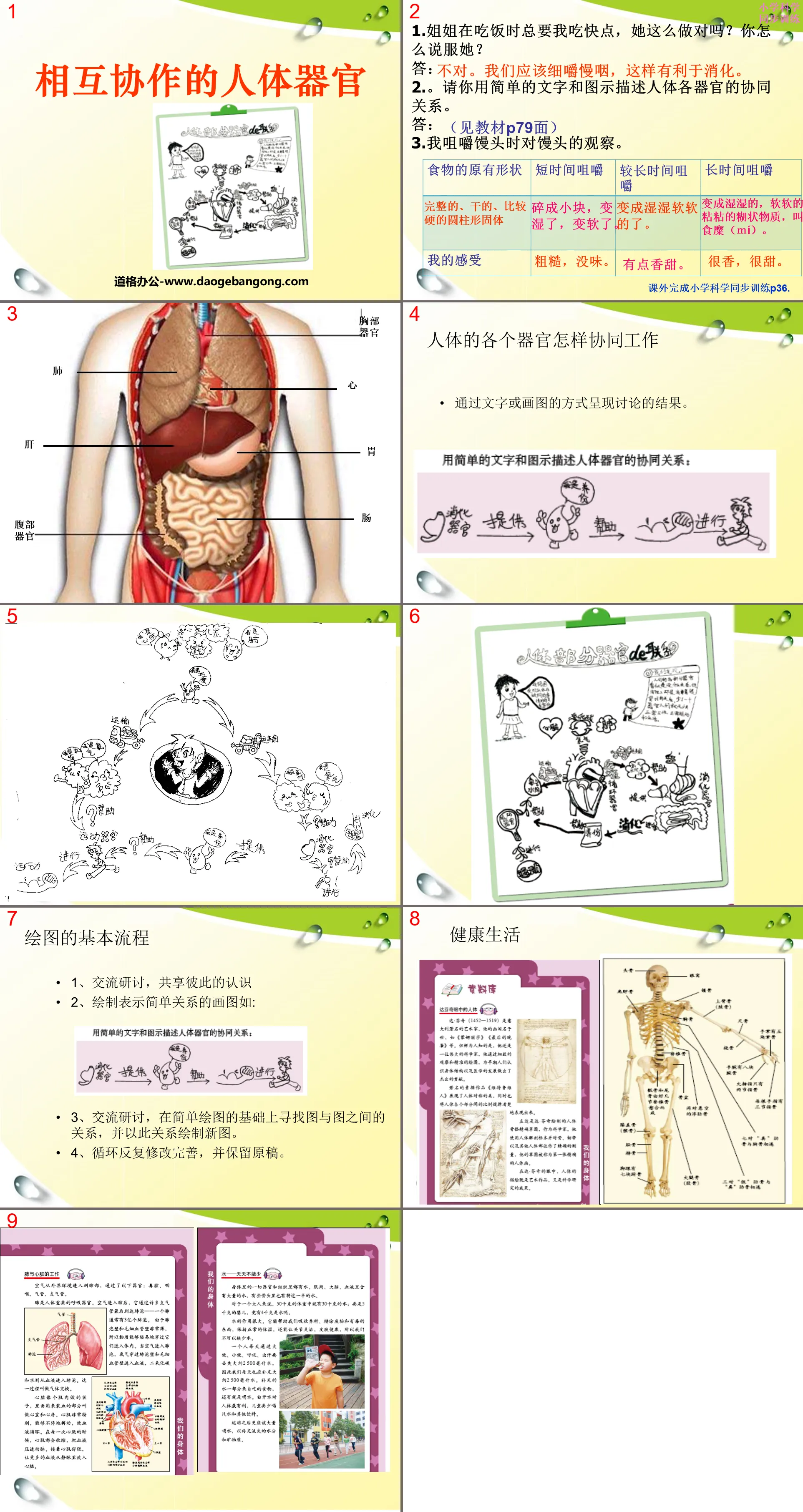 《相互协作的人体器官》我们的身体PPT课件3
