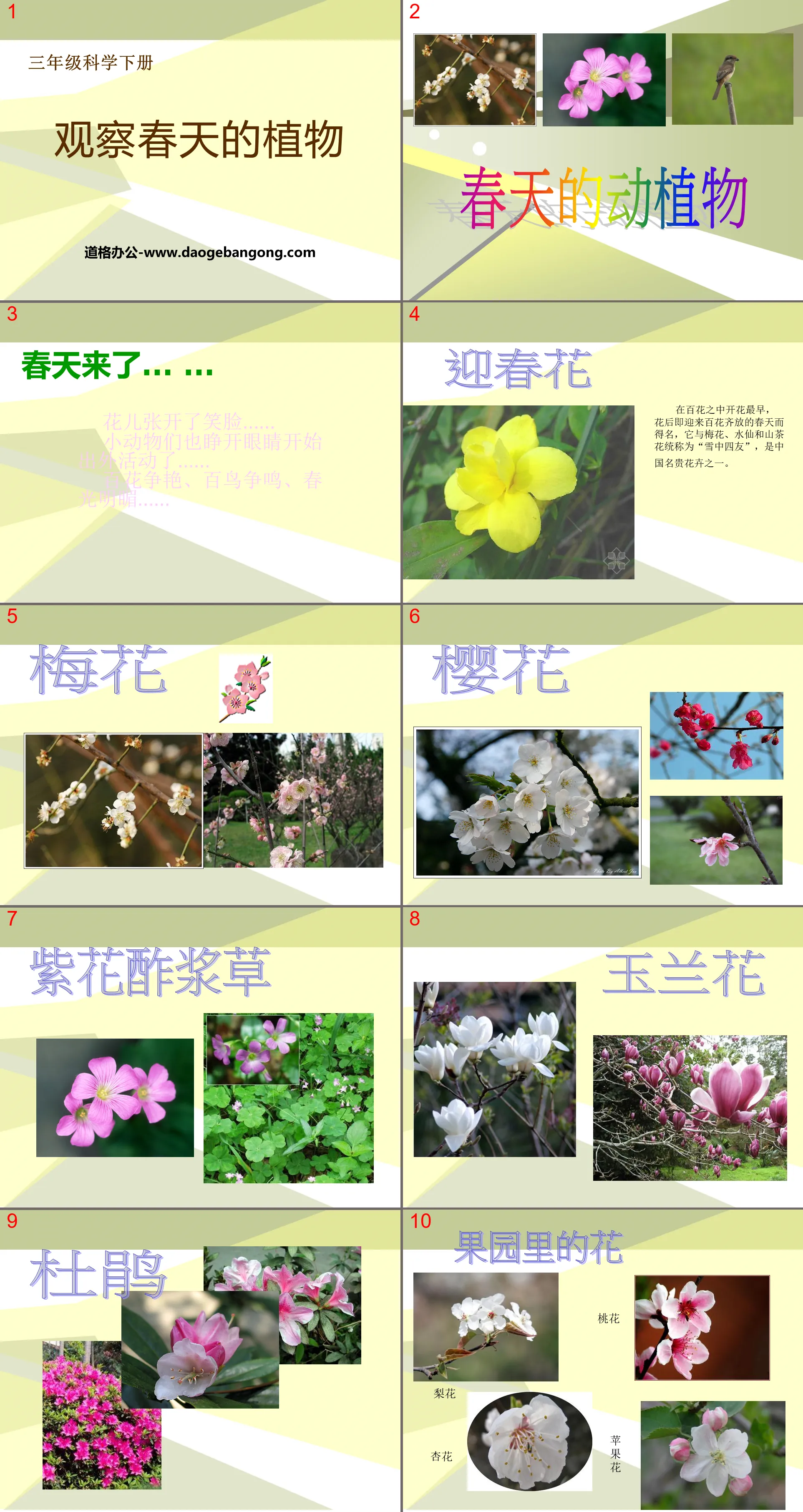 "Observing Plants in Spring" Weather and Plants PPT Courseware