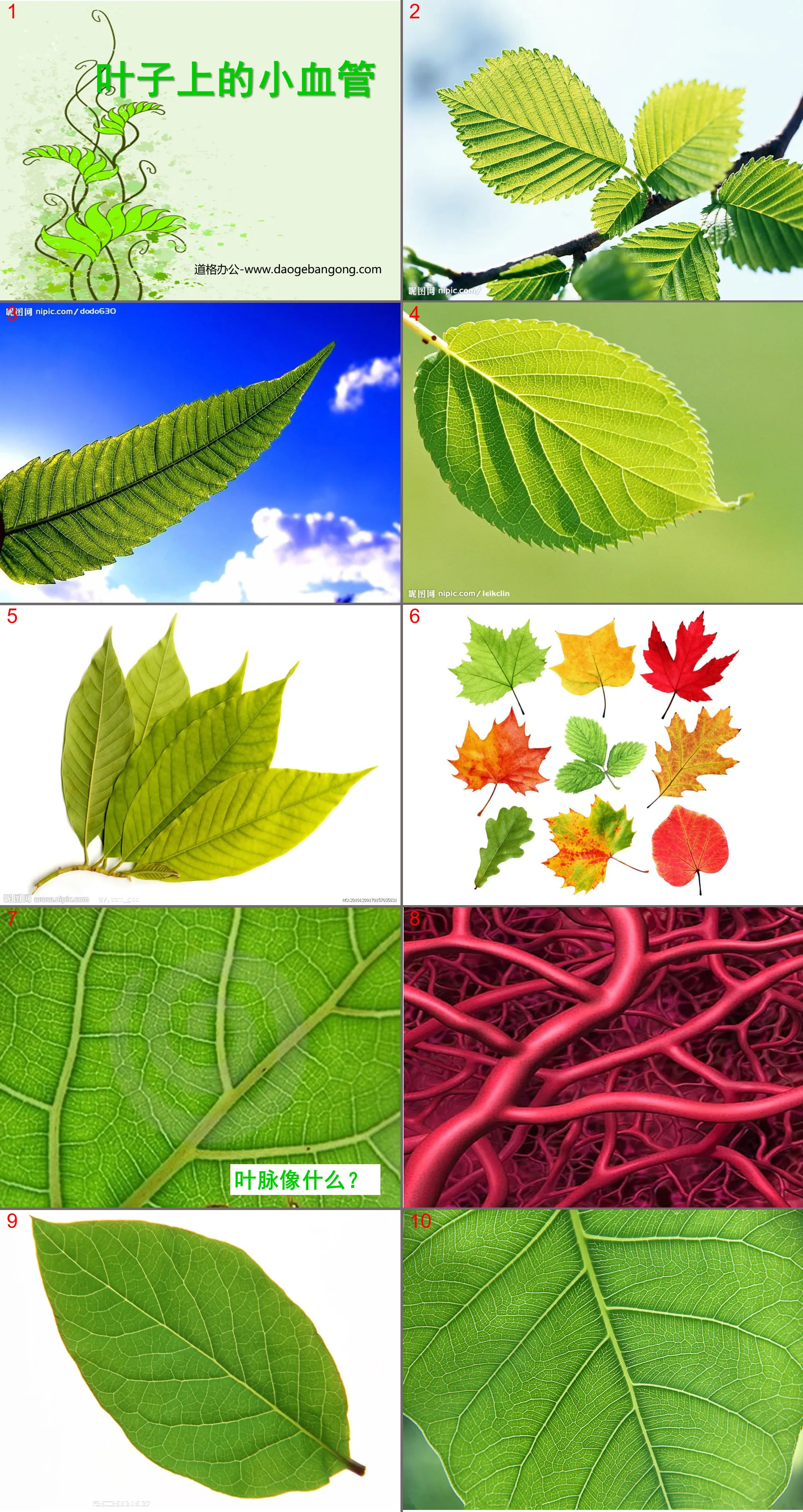 "Small Blood Vessels on Leaves" PPT Courseware 2