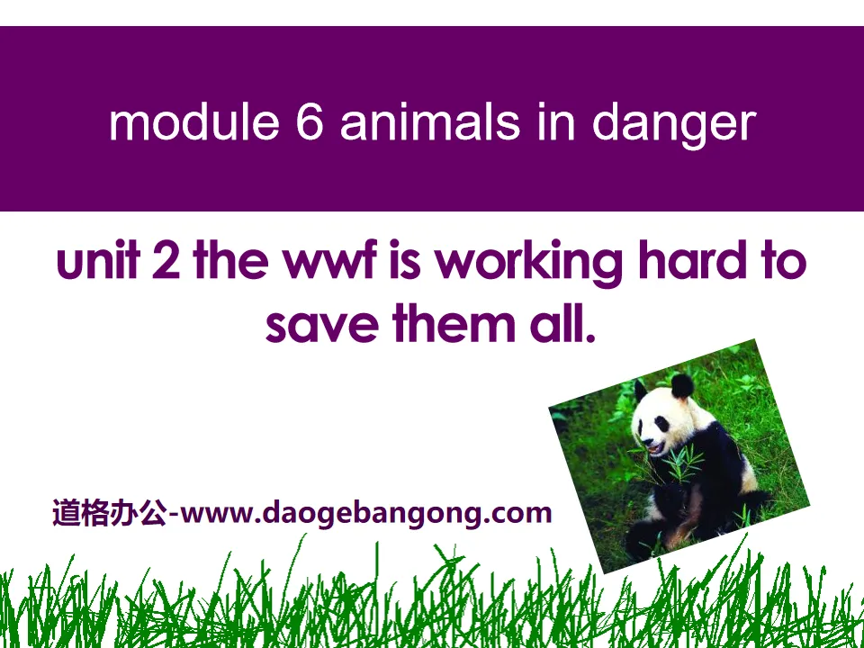 《The WWF is working hard to save them all》Animals in danger PPT課件4