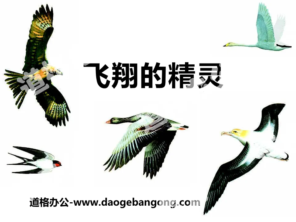 "Flying Elf" various animals PPT courseware 3