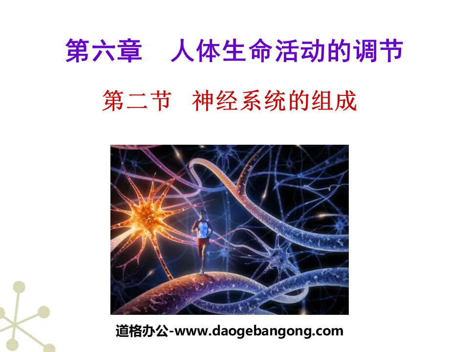 《神经系统的组成》人体生命活动的调节PPT课件