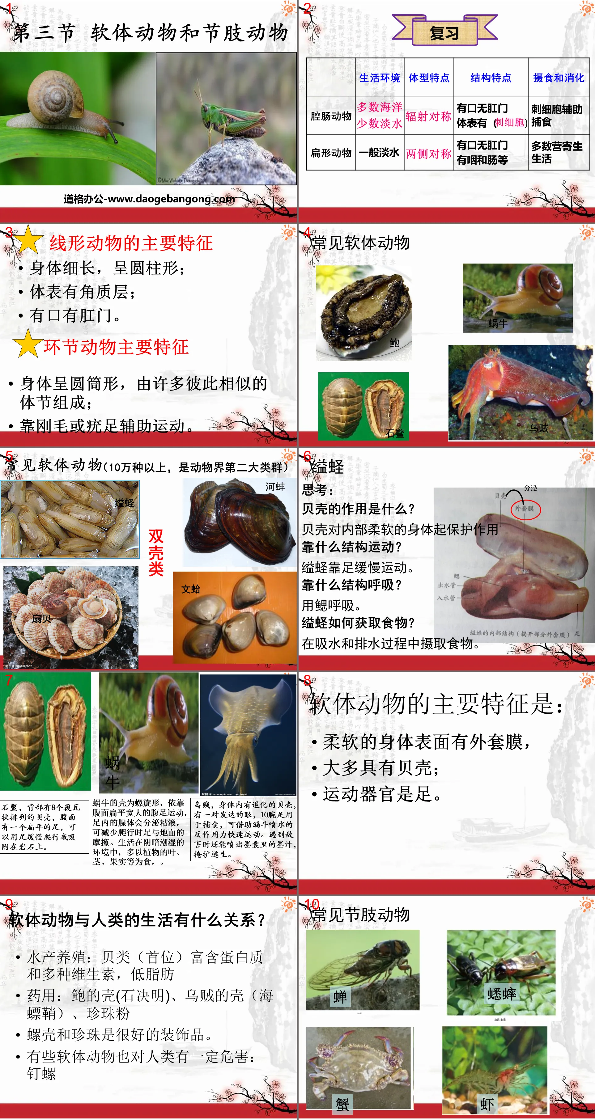 "Mollusks and Arthropods" Main Groups of Animals PPT Courseware 7