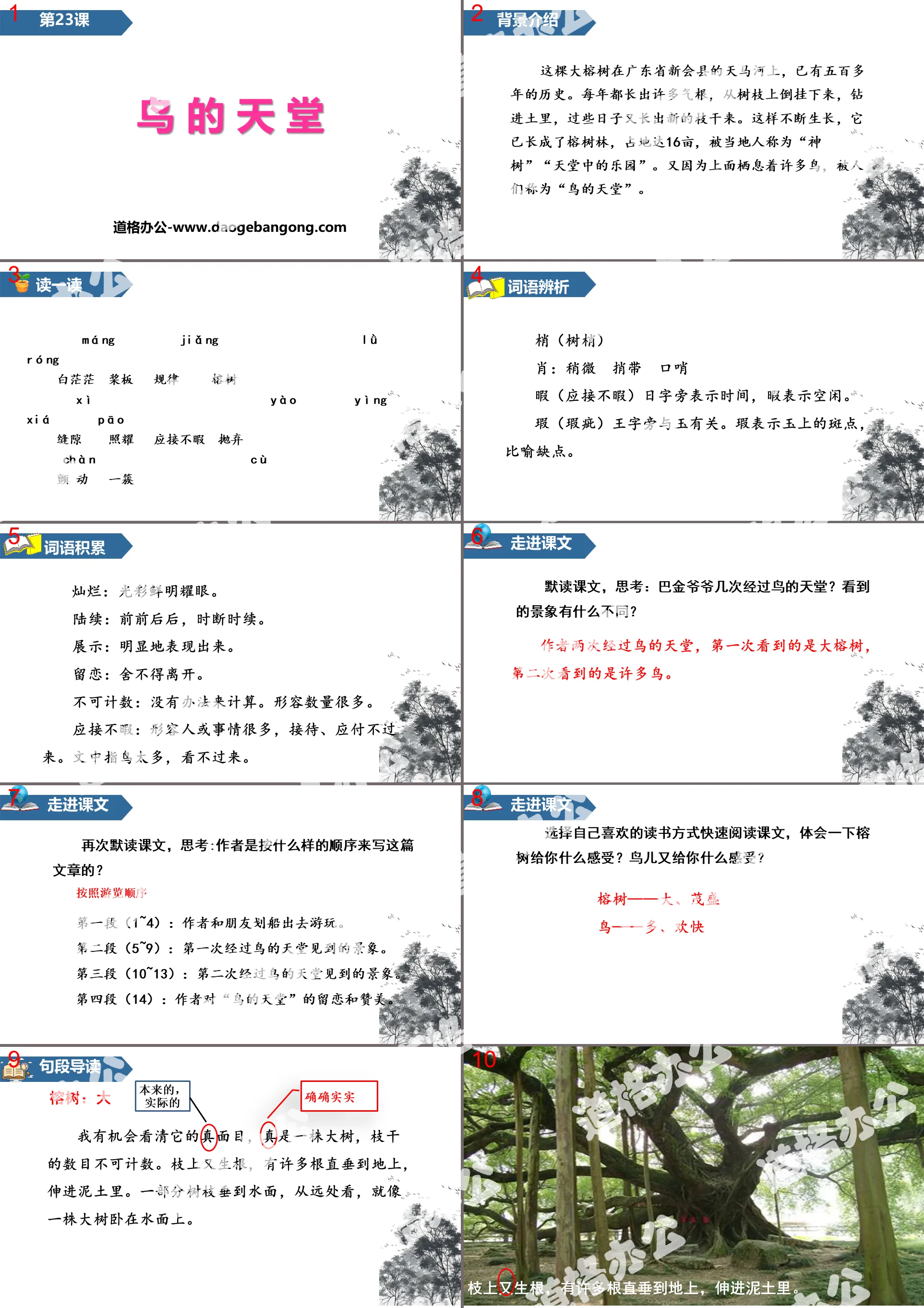 《鸟的天堂》PPT免费课件