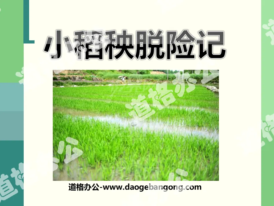 "Little Rice Seedling's Escape" PPT Courseware 6