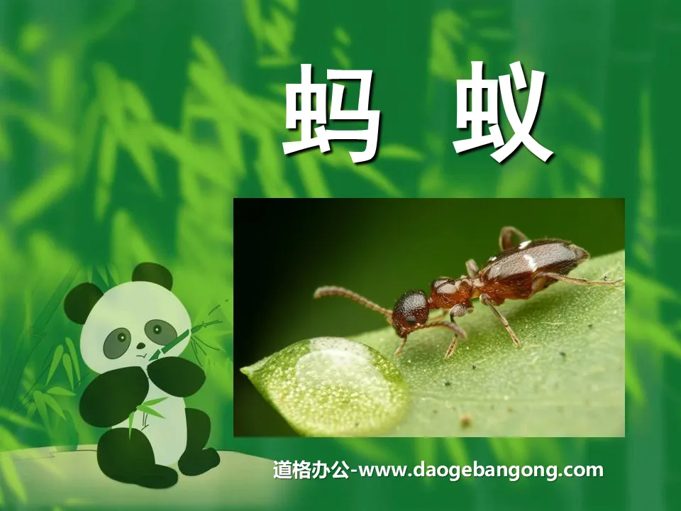 "Ant" Animal PPT Courseware 2