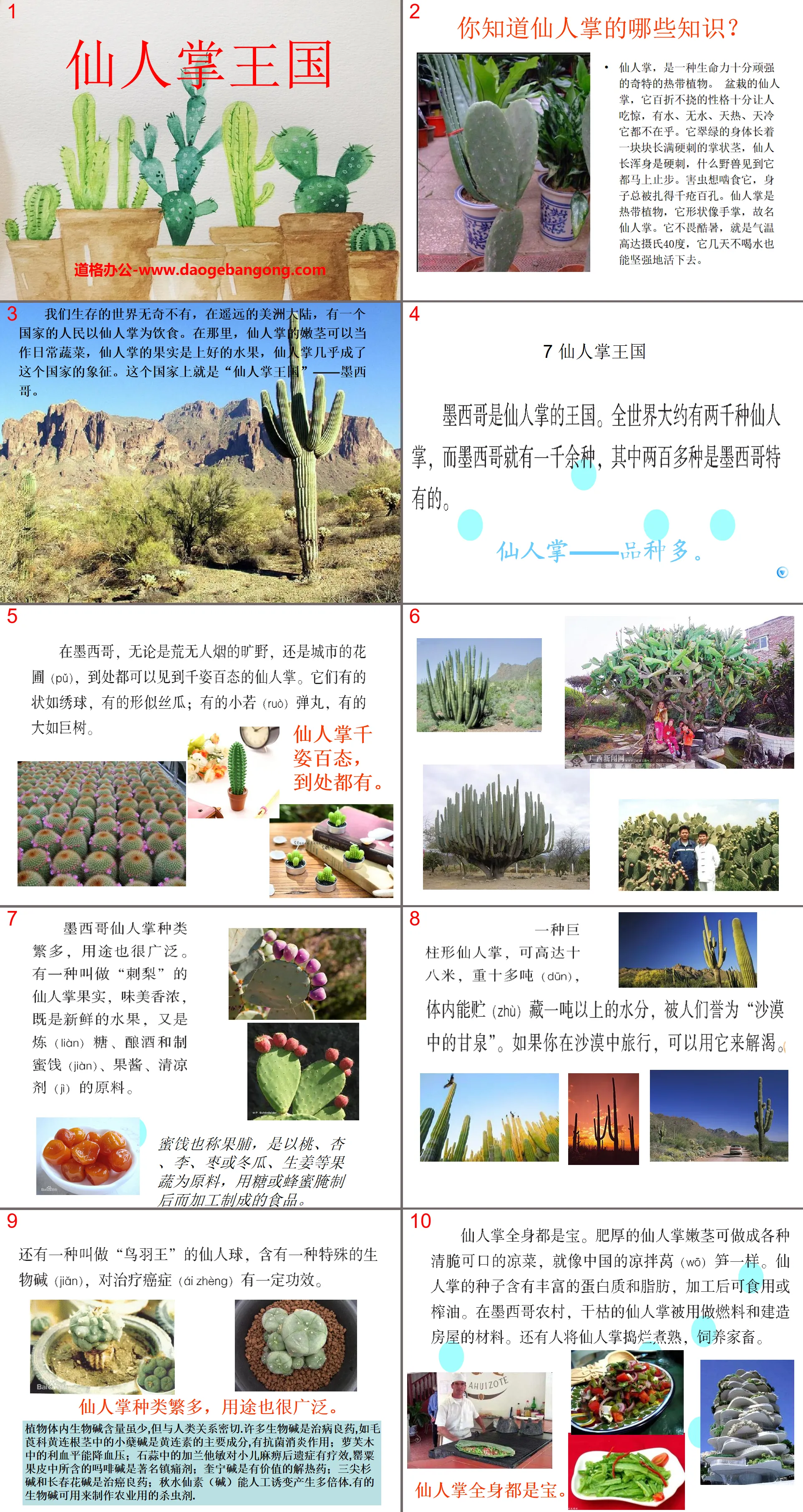 "Cactus Kingdom" PPT courseware