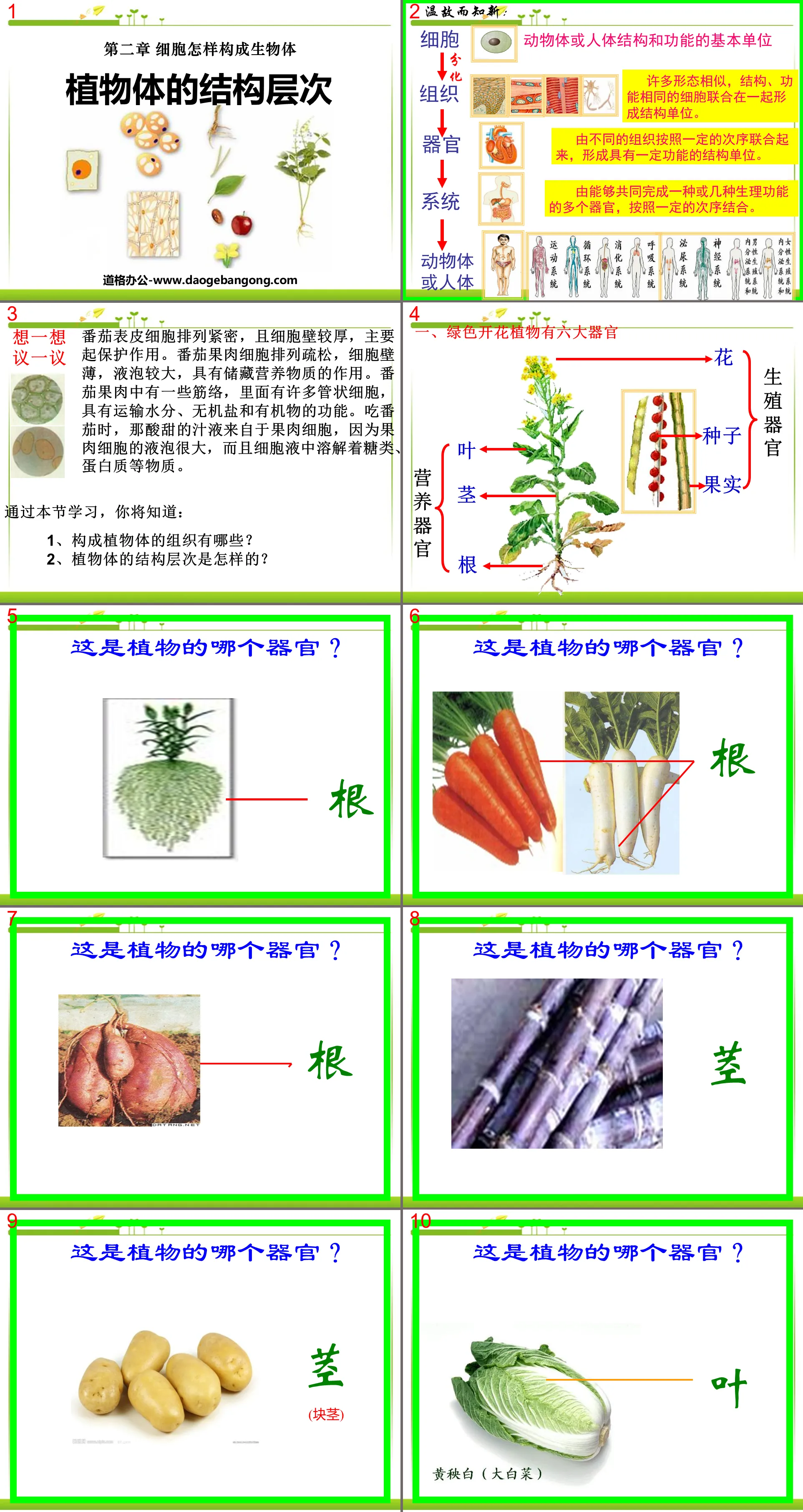 《植物体的结构层次》细胞怎样构成生物体PPT课件2
