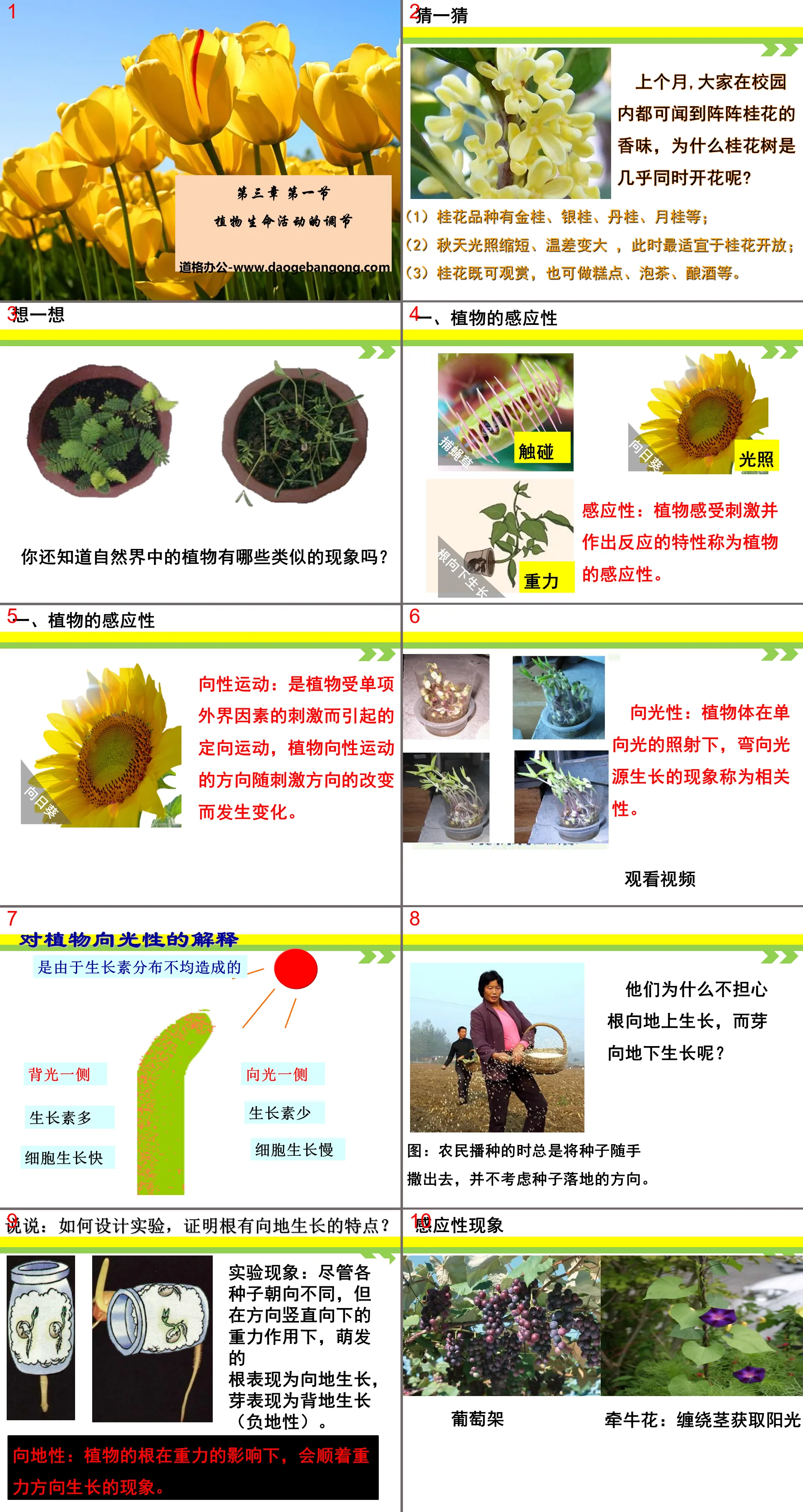 "Regulation of Plant Life Activities" PPT courseware