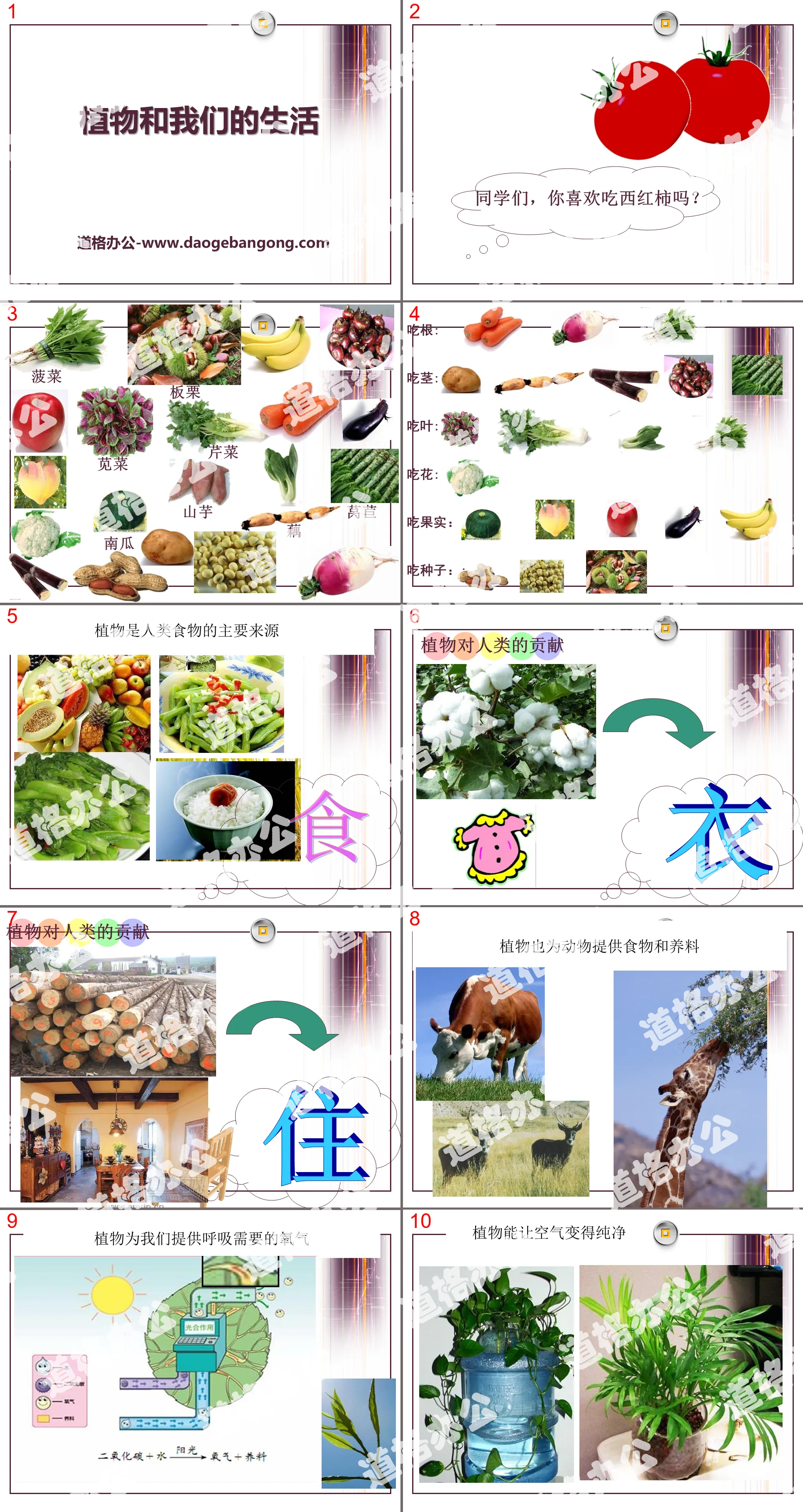 《植物與我們的生活》植物與我們PPT課件3