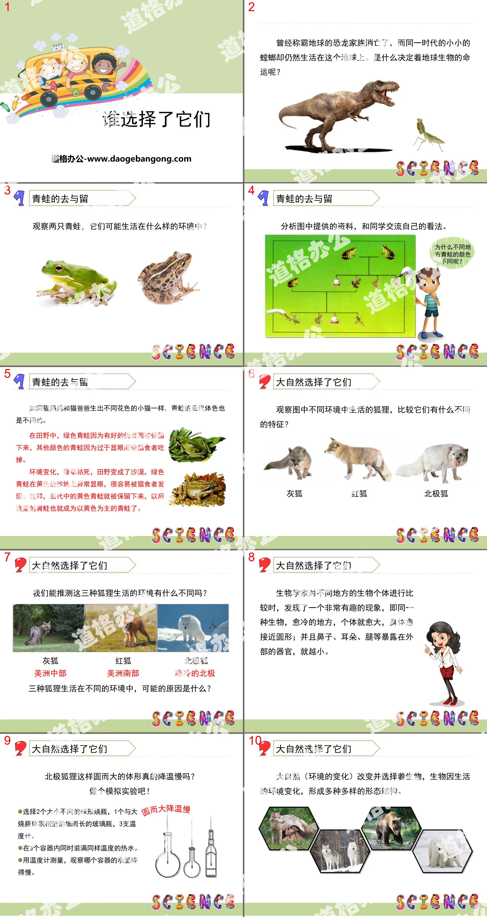 《谁选择了它们》生物的多样性PPT
