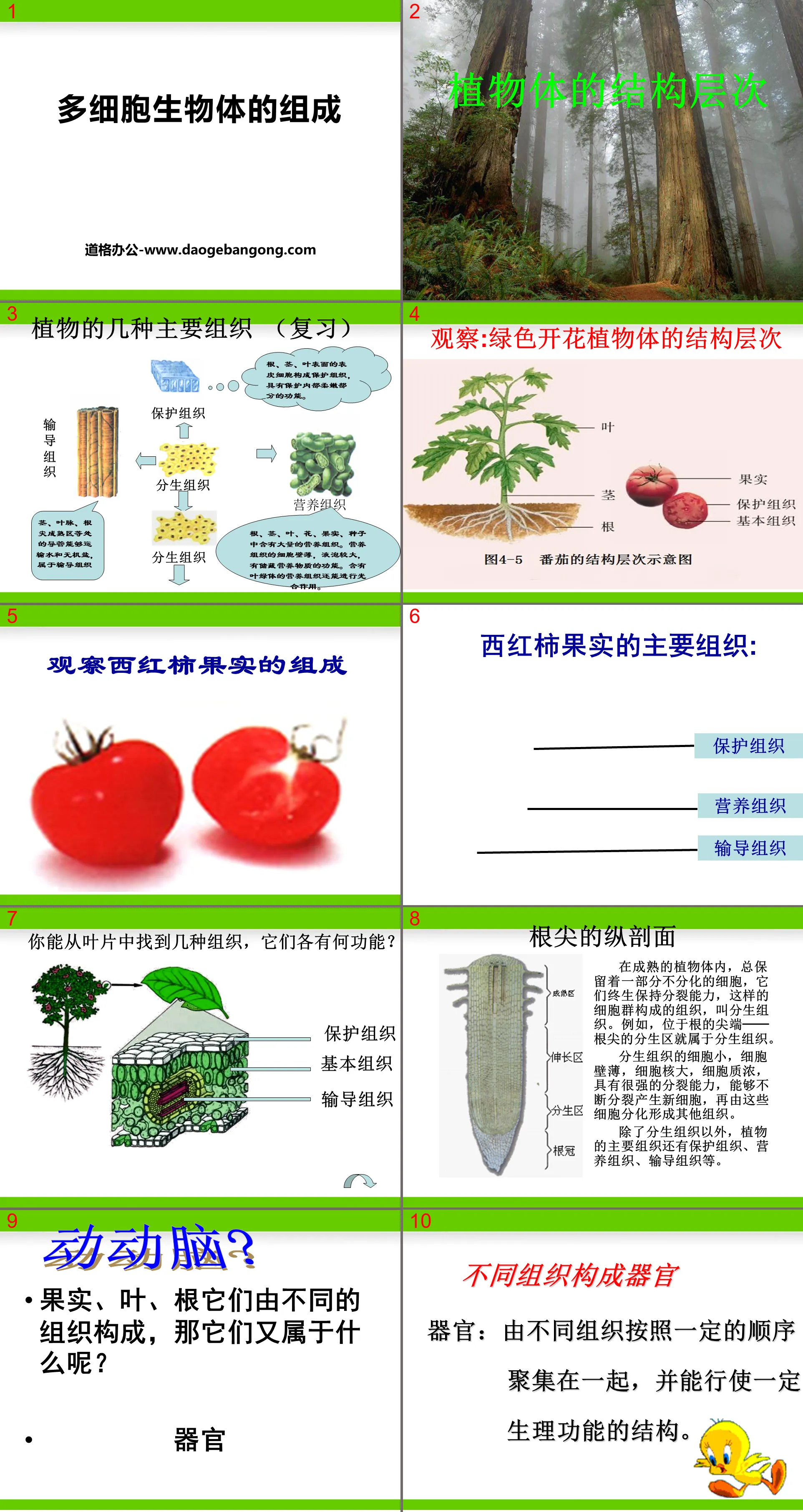 《多细胞生物体的组成》PPT
